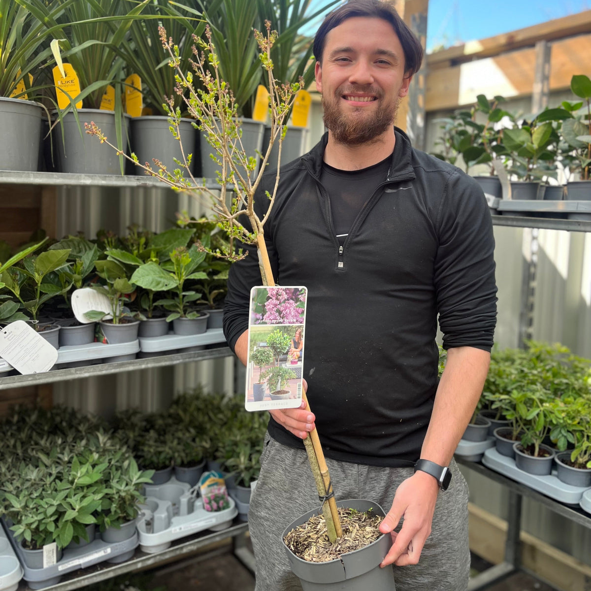 Half Standard Syringa meyeri &#39;Palibin&#39; (Lilac) 3L (80-90cm inc. pot)