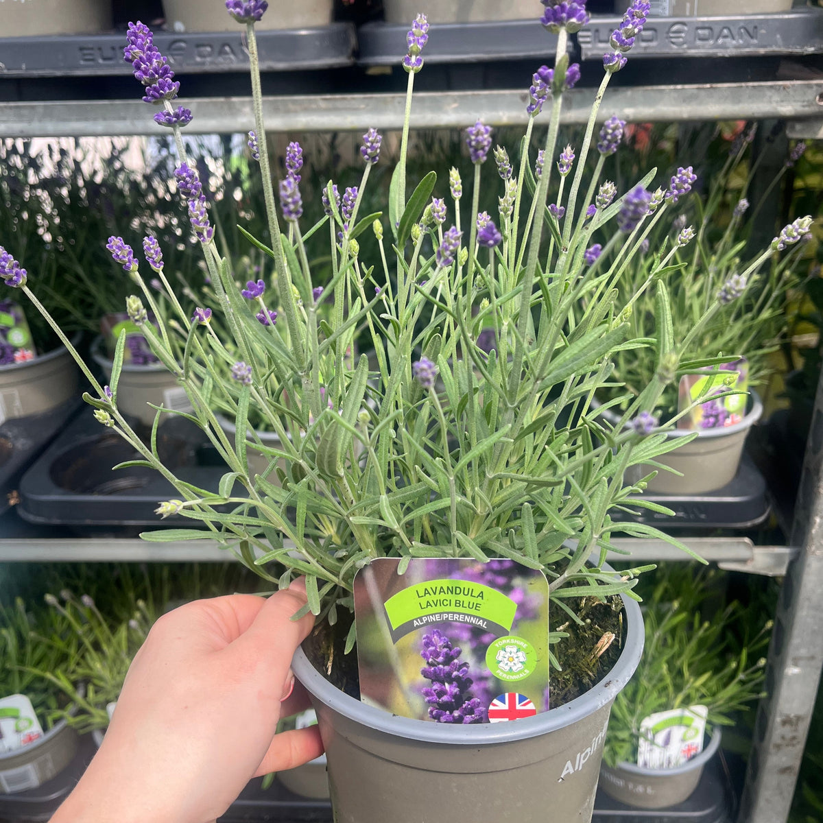 A hand holds a gray pot with Lavandula angustifolia &#39;Lavici Blue&#39; 1.5L, a perennial English lavender. Similar potted lavender plants are displayed on the shelf in the background.
