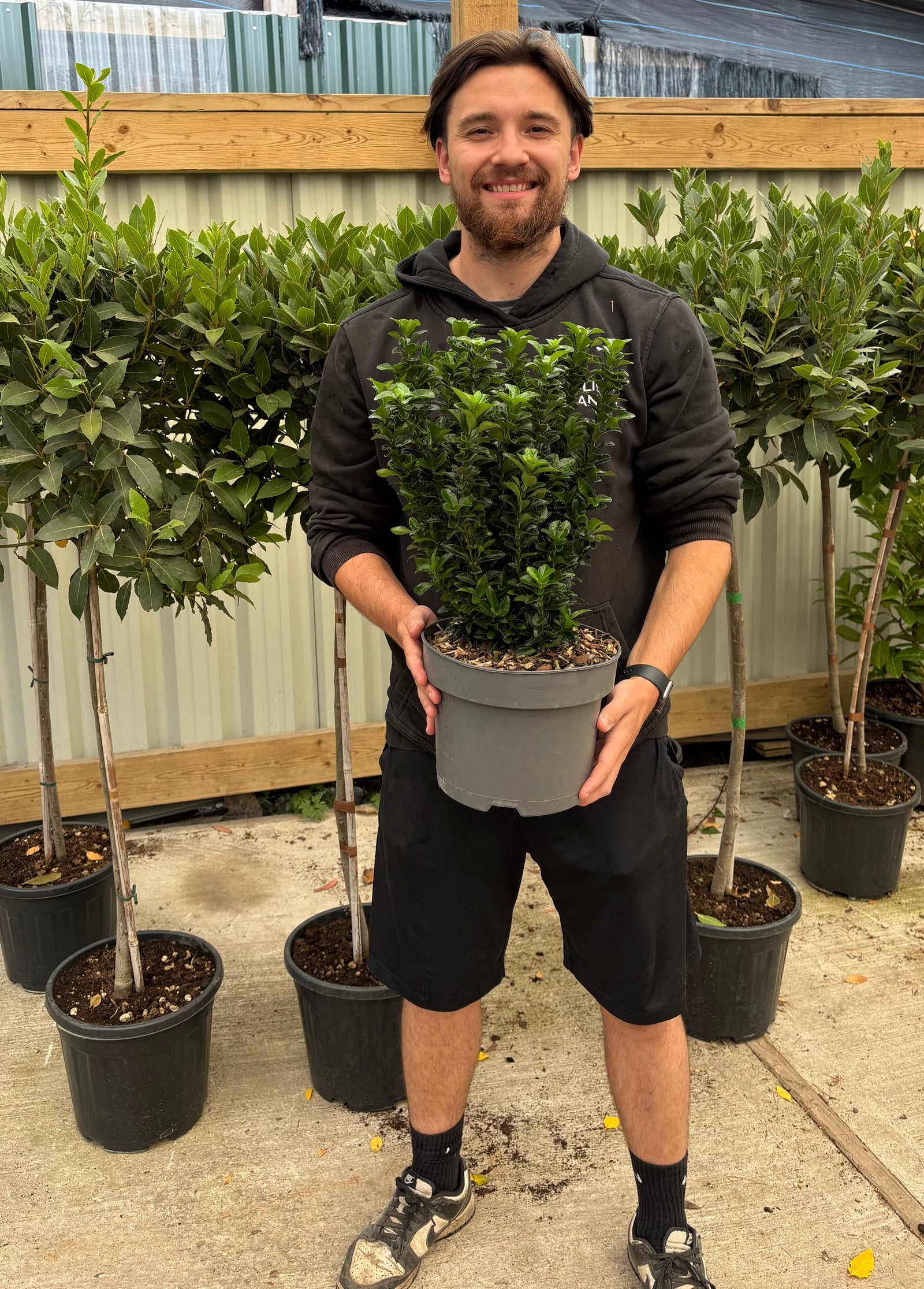 Euonymus japonicus 'Microphyllus' 5L (40-50cm inc. growers pot)