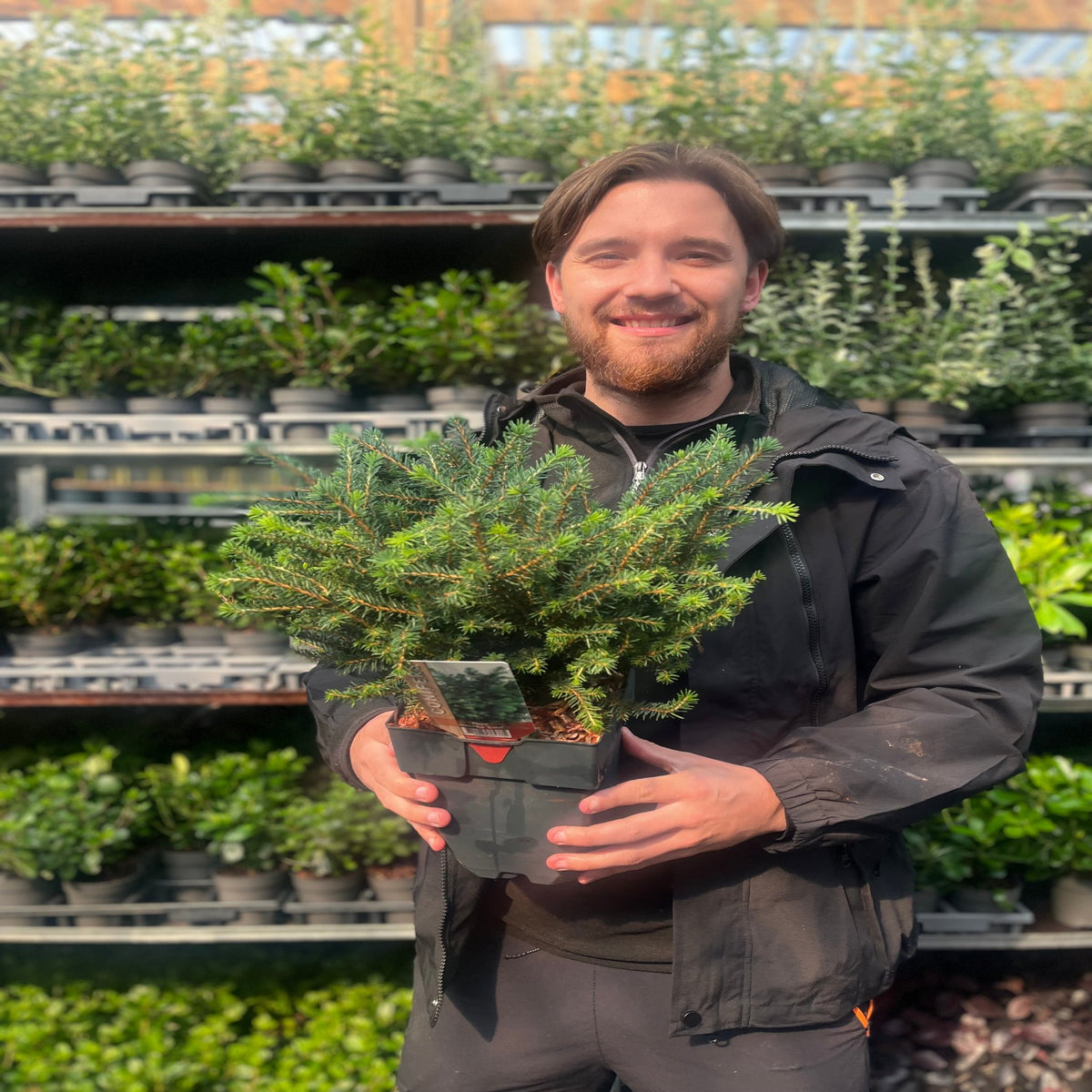 A smiling man in black holds a Picea omorika &#39;Karel&#39; 2L potted conifer at a garden center, with shelves of green plants and dwarf spruce varieties displayed behind him.