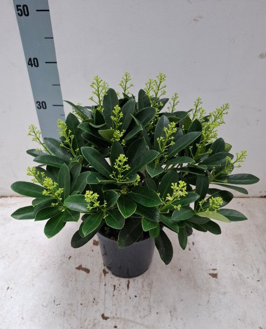 Skimmia japonica &#39;Finchy&#39; (10.5cm / 2L / 5L) with glossy leaves and yellow-green buds, ideal for winter gardens, shown on a light surface beside a vertical centimeter scale indicating its height.