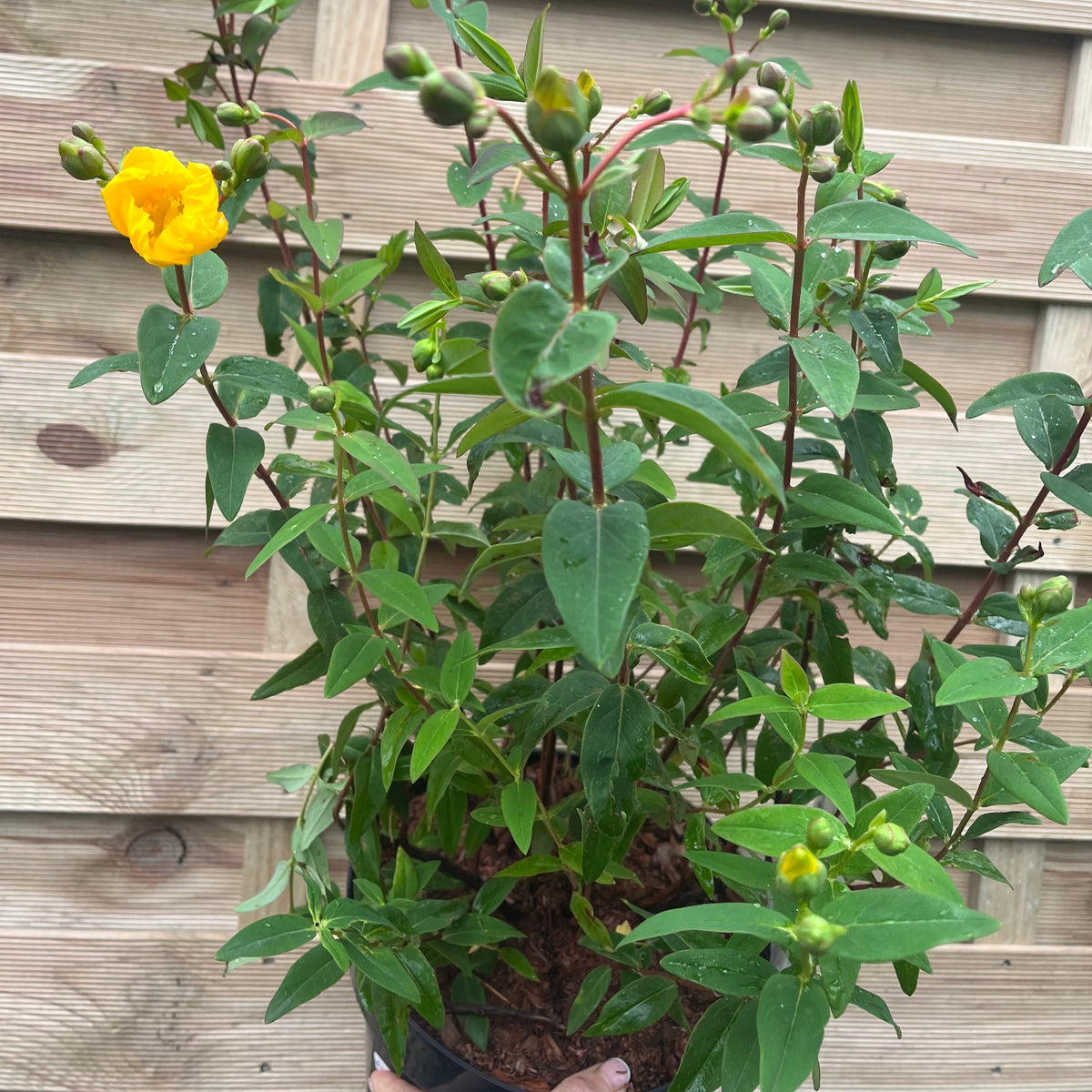 A hand holds a Hypericum Hidcote&#39; 9cm / 3.5L—this yellow-flowering shrub has green leaves, round buds, and a bright bloom, set against a wooden fence with horizontal panels.