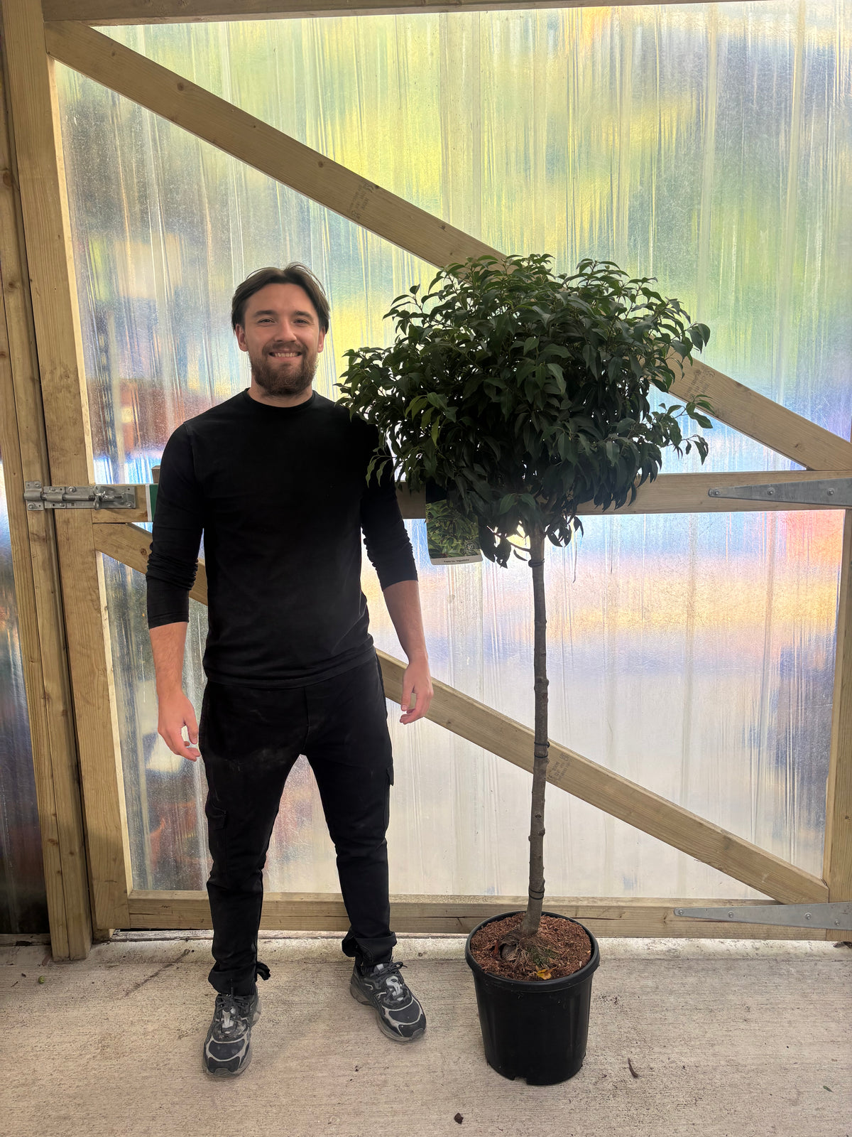 1/2 Standard Portuguese Laurel Tree 1.5-1.6m (ST: 100cm, H: 60cm)