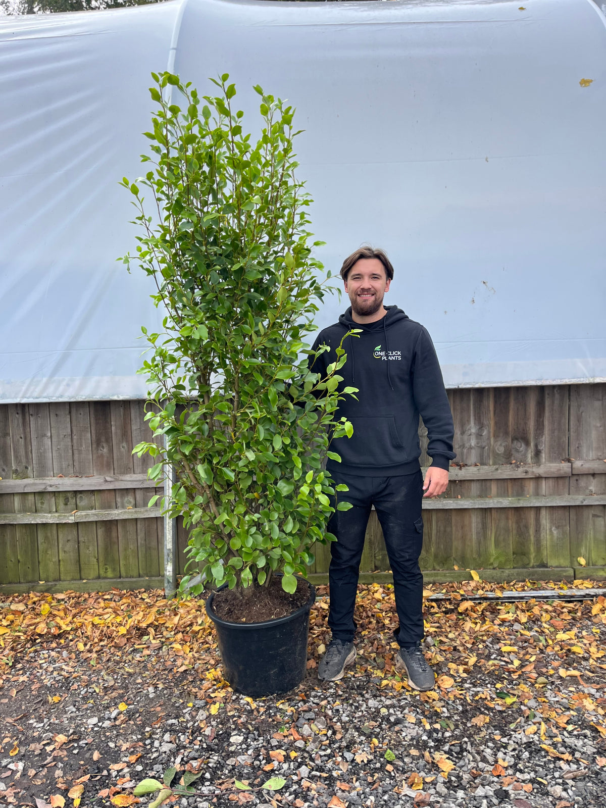 6-7ft Griselinia llitoralis (180-210cm) 30L