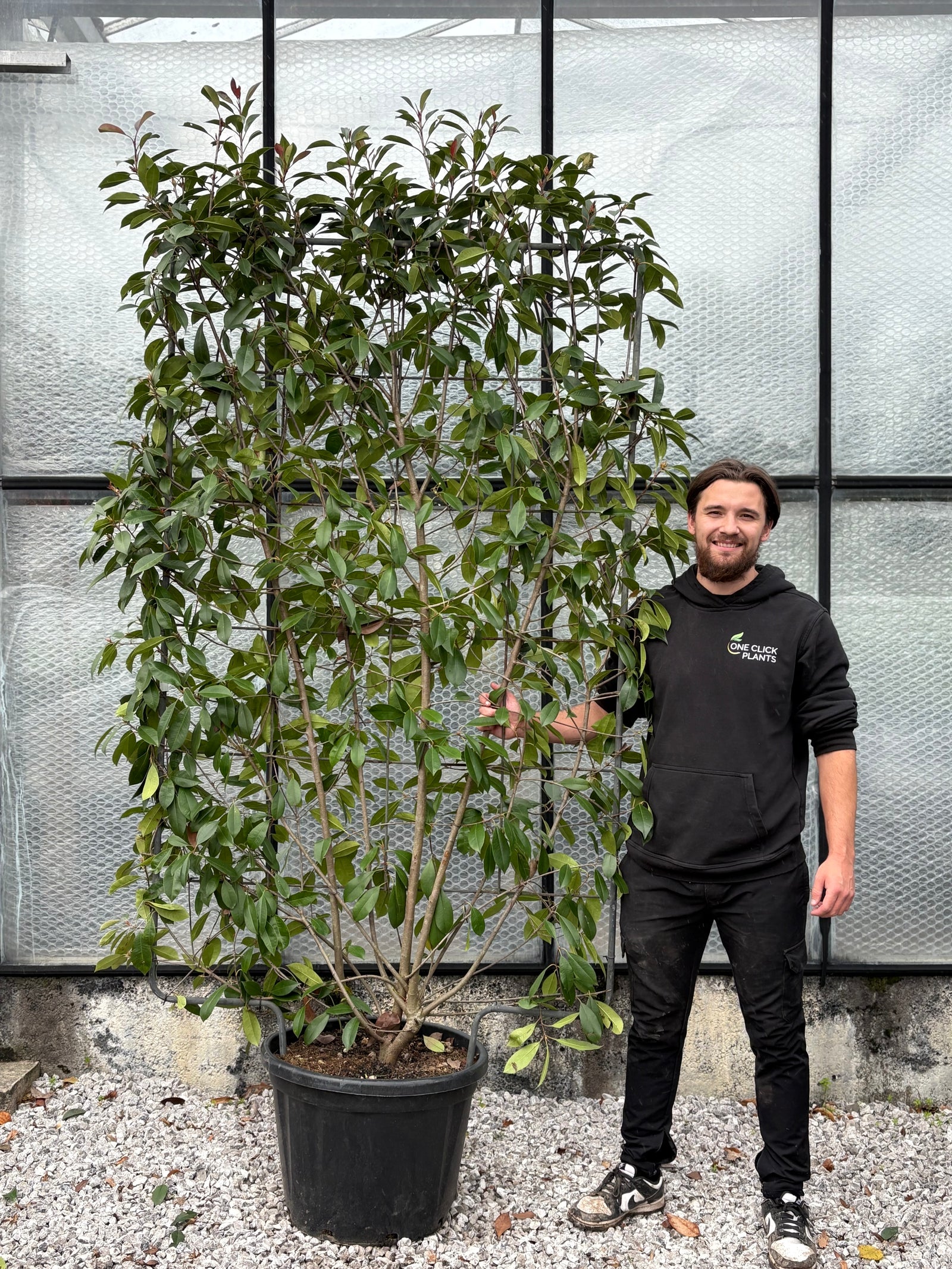 Photinia 'Red Robin' on frame 5ft / 6ft (Metal Frame)