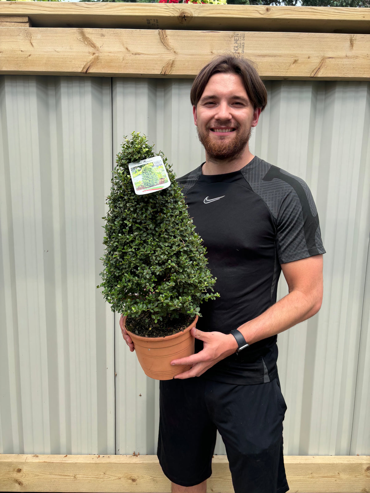 A man in a black athletic outfit smiles while holding an Ilex crenata &#39;Dark Green&#39; Cone / Pyramid 3L in front of a wooden fence and corrugated metal wall.