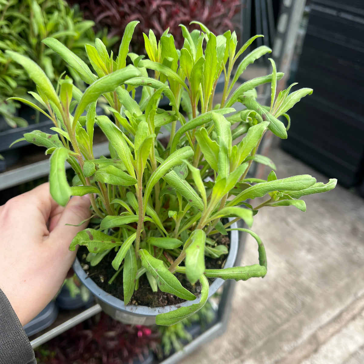 A hand holds a Gaura lindheimeri White 9cm pot with healthy green seedlings in an outdoor nursery, surrounded by other thriving plants in well-drained soil.
