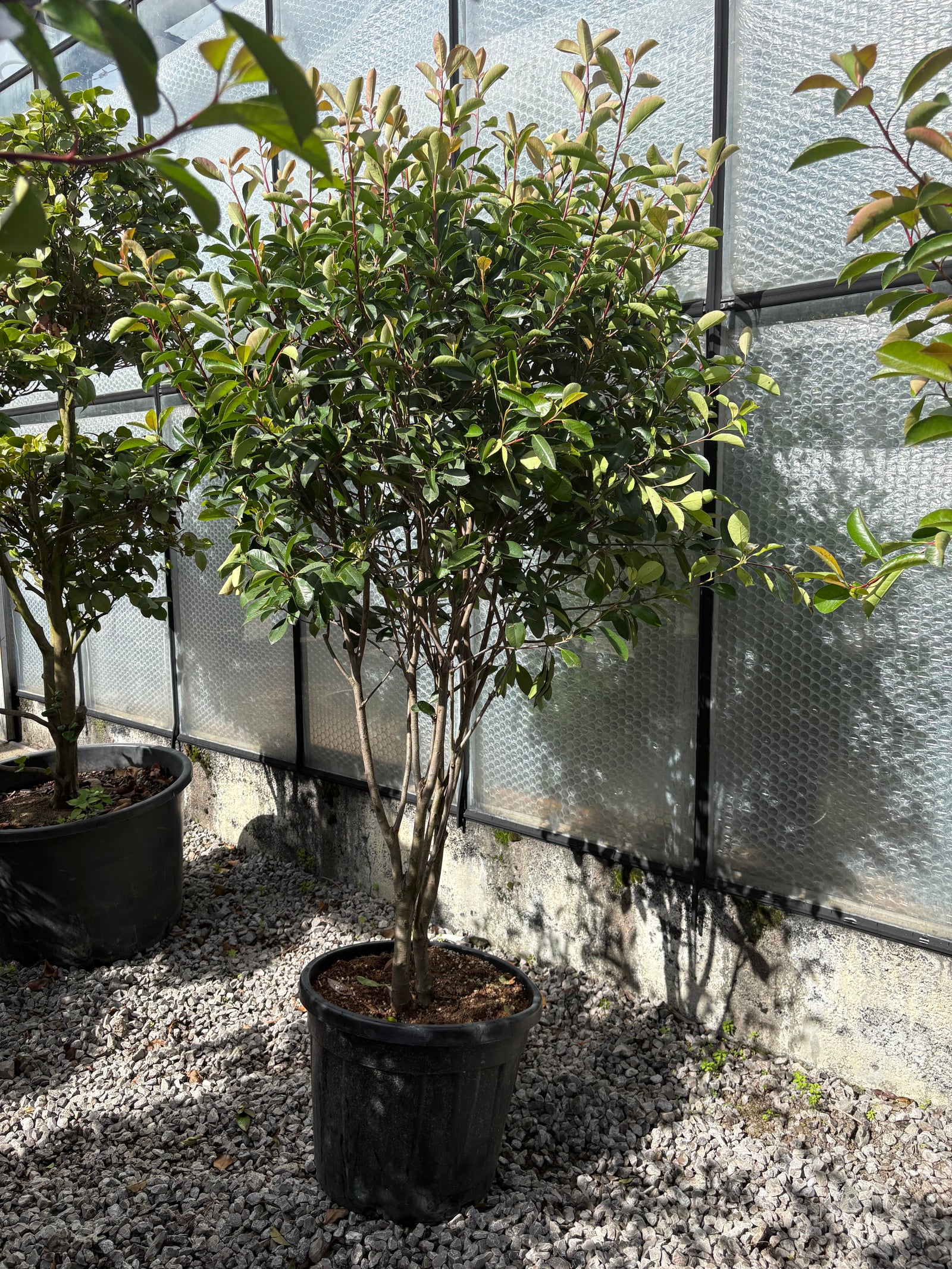 Multistem Photinia Red Robin 35L 1.8m (Stem: 0.9m Head: 0.9m)