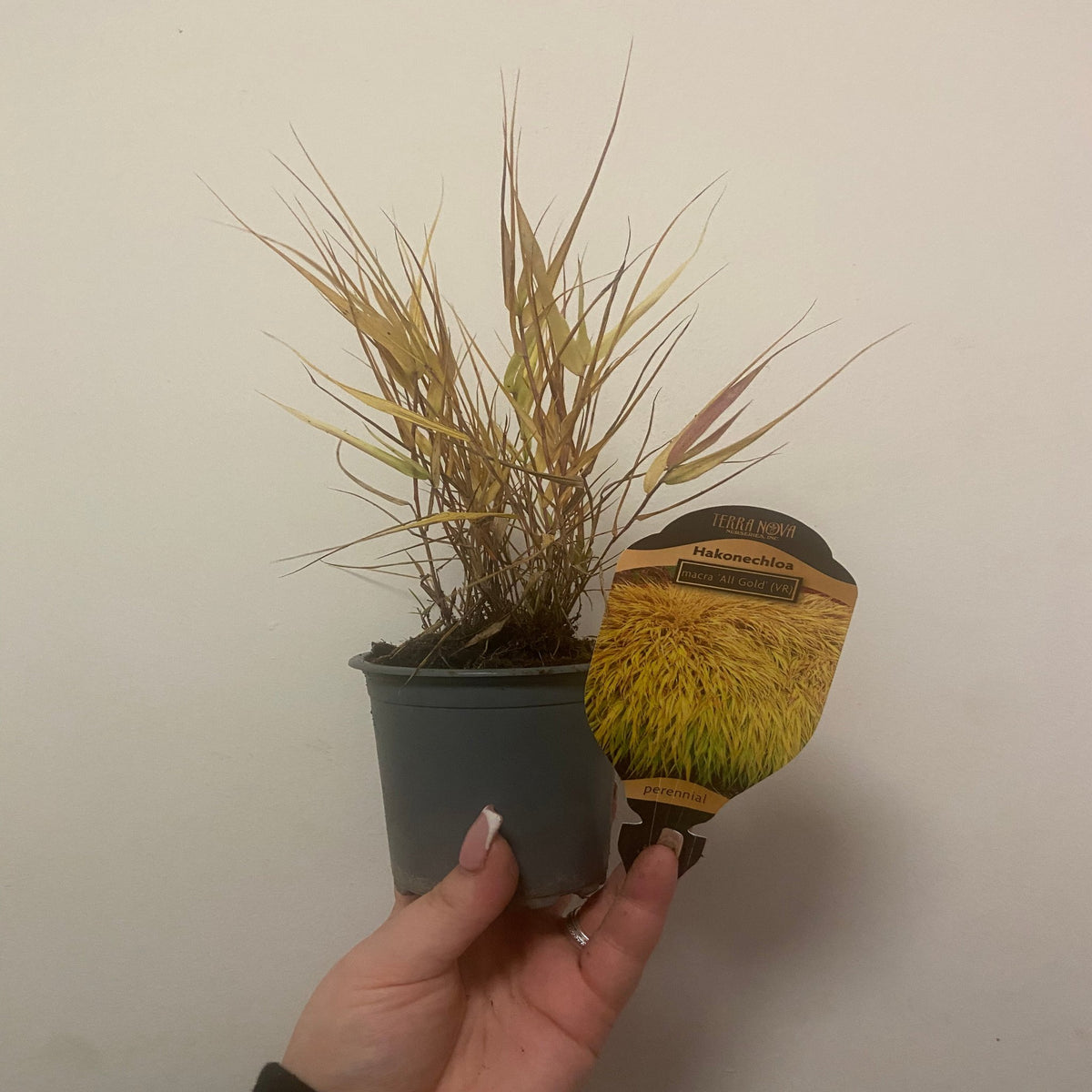 A hand holds a Hakonechloa macra &#39;Allgold&#39; Grass (9cm / 2L) in a pot, with a label showing its golden-yellow ornamental foliage and naming this attractive perennial plant.