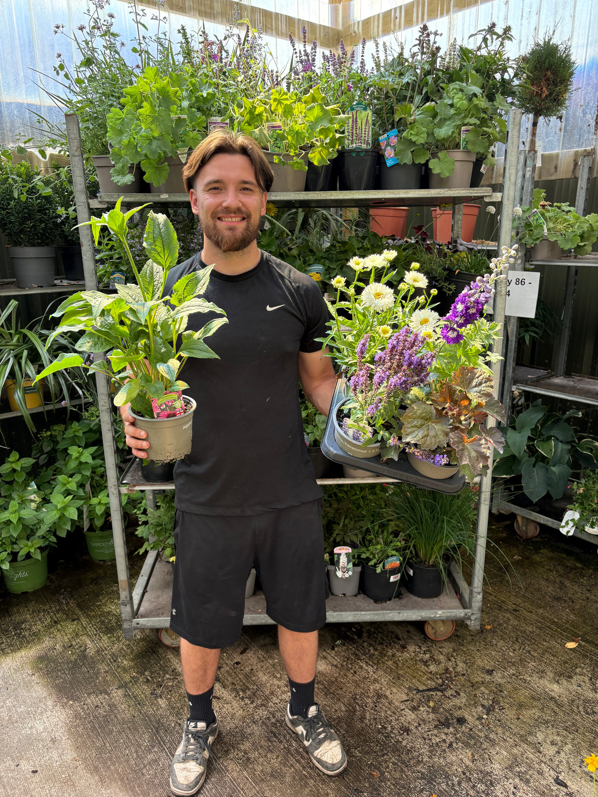 5 x Low Maintenance Perennials