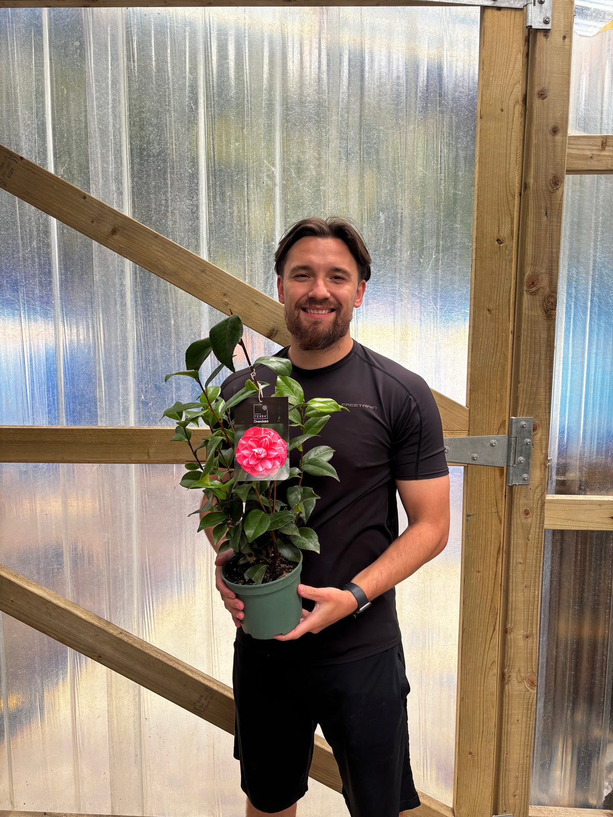 Camellia 'Orandako' 1L / 5L (100cm)