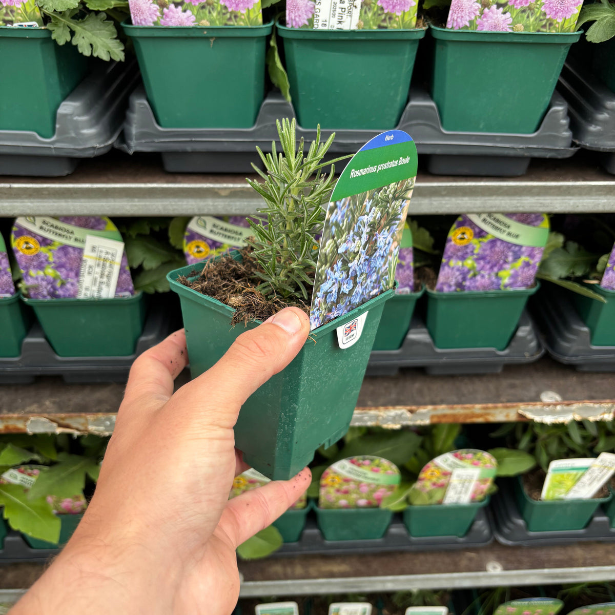 A hand holds a Rosmarinus officinalis &#39;Prostratus Group&#39; (9cm-2L) potted plant, prized for its aromatic foliage that brings fragrance and beauty indoors.