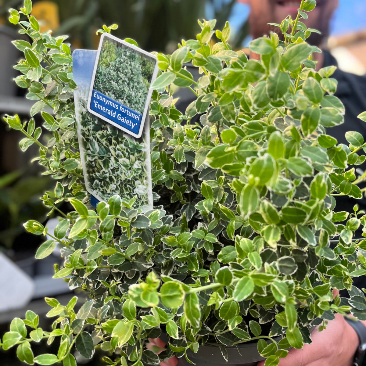 A person holds a Euonymus fortunei ‘Emerald Gaiety’ 1L / 5L, an evergreen shrub with dense green leaves edged in white—ideal for low-maintenance gardens or hedges; a tag shows the name beside a close-up of the foliage.