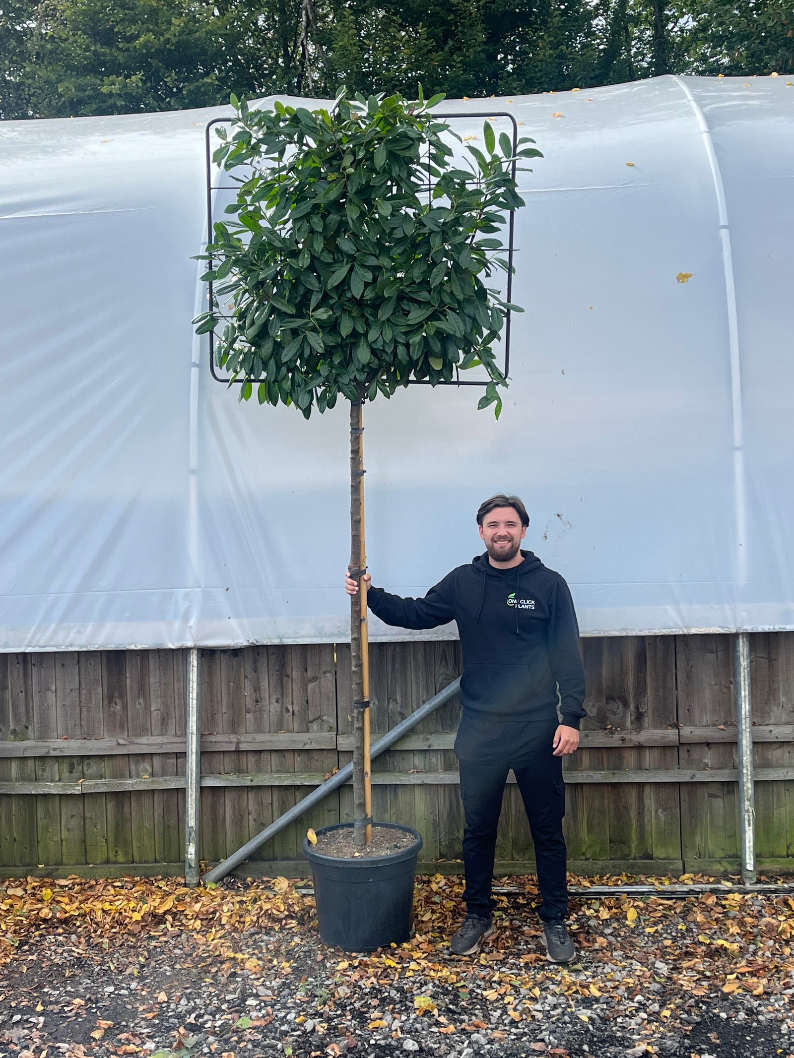 A man in black stands outside, smiling and holding a Cherry Laurel 'Novita' Pleached Tree - 1.8m Stem, 1.2m x 1m (Metal Frame), perfect for an evergreen privacy screen, beside a wooden fence and white greenhouse with fallen leaves nearby.