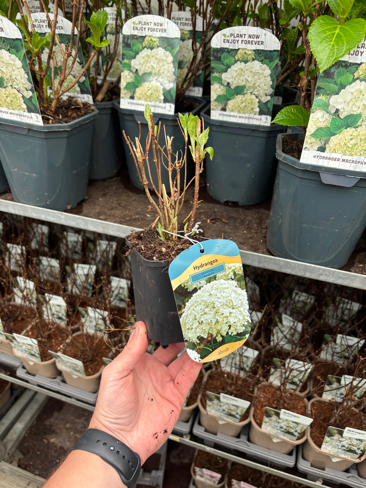 A hand holds a Hydrangea arborescens &#39;Annabelle&#39; 9cm / 2L, a hardy deciduous shrub with sprouting green leaves. The pot’s label displays its iconic snowball blooms. Similar potted plants are lined up on shelves in the background.