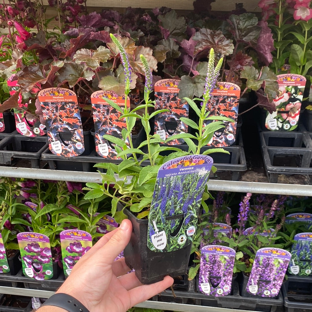 Veronica &#39;Anniversary Blue’ 9cm/2L