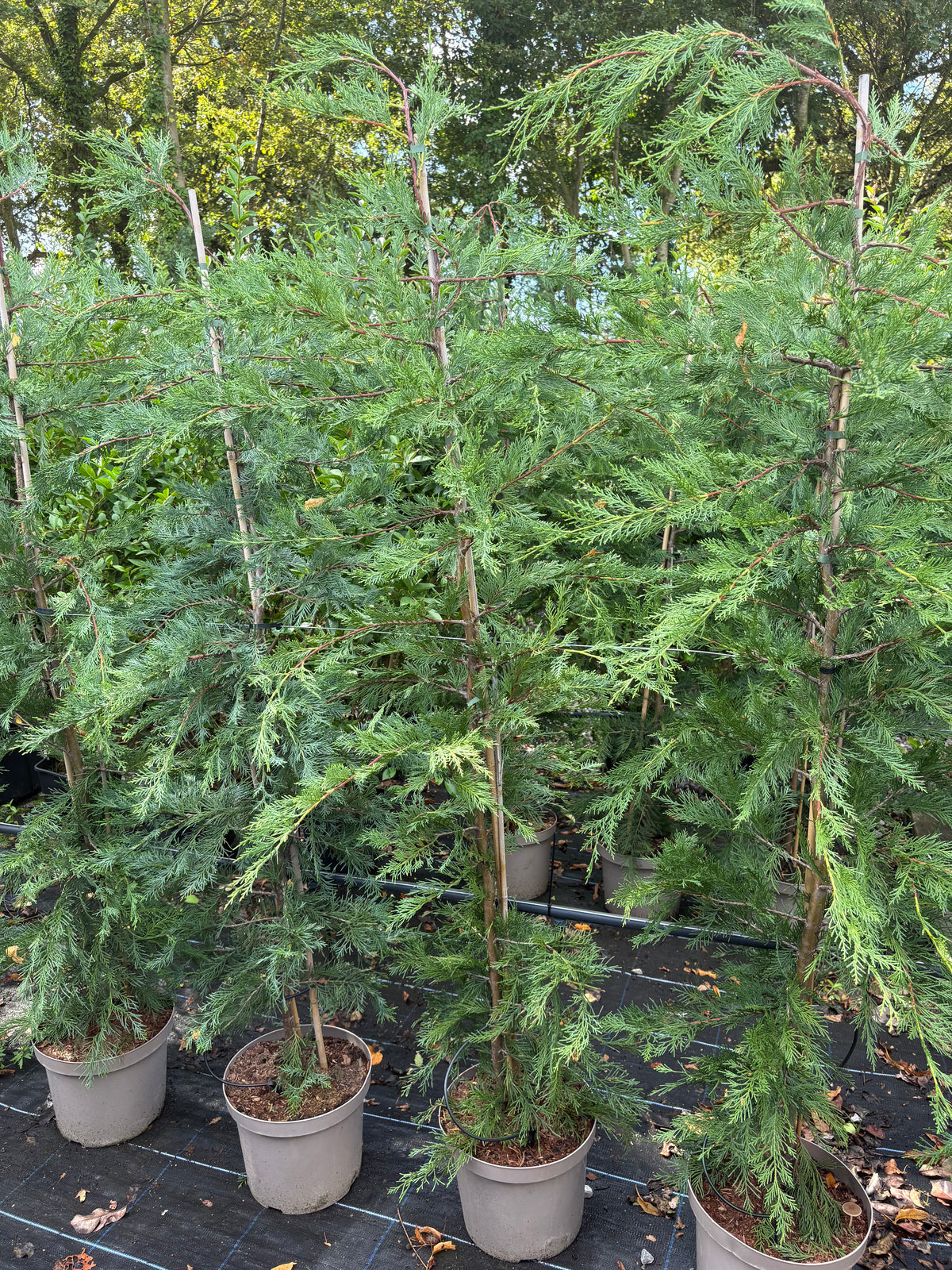 6-7ft Potted Green Cupressus Leylandii Hedging Conifers (180-210cm)