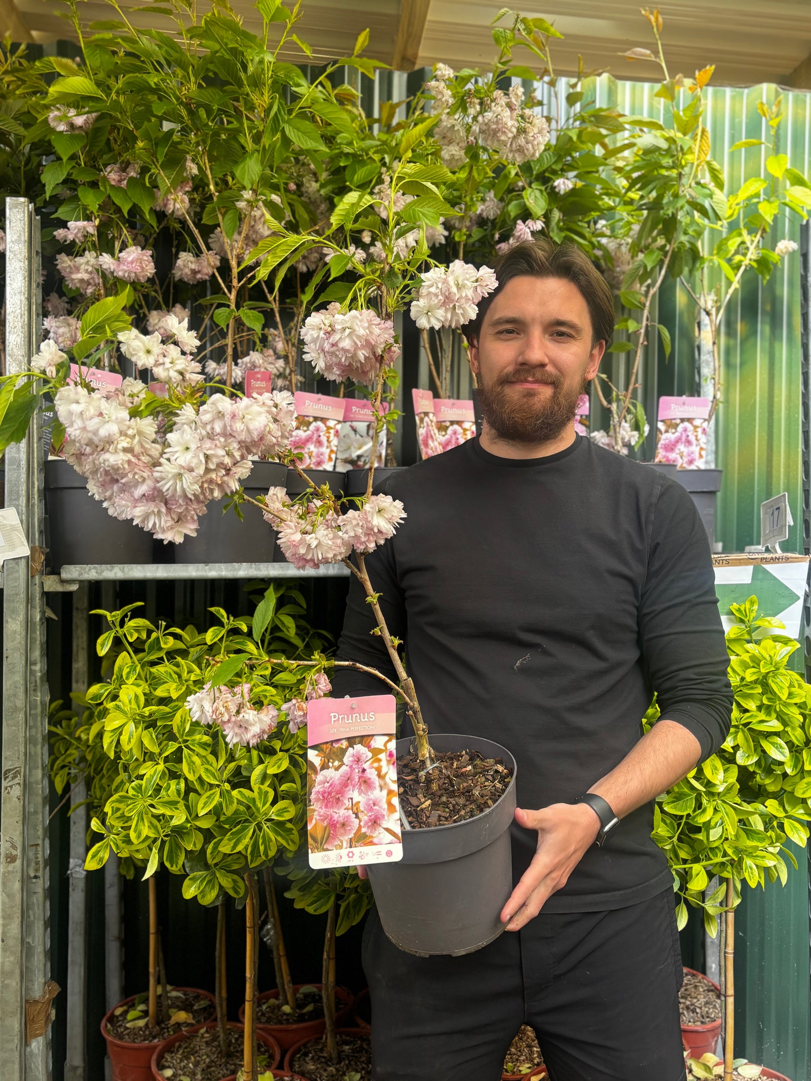 Prunus serrulata 'Pink Perfection' Ornamental Flowering Cherry Blossom 4.5L 80-90cm