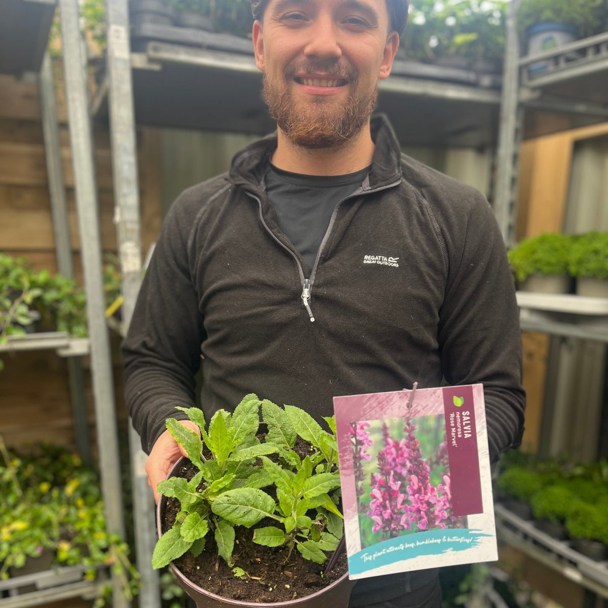 Salvia nemorosa &#39;Rose Marvel&#39; 9cm/3L