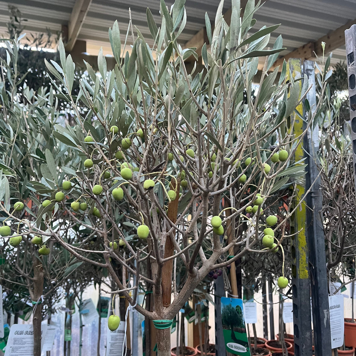 Olive Tree 150-170cm (Second Selection - Reduced to clear)