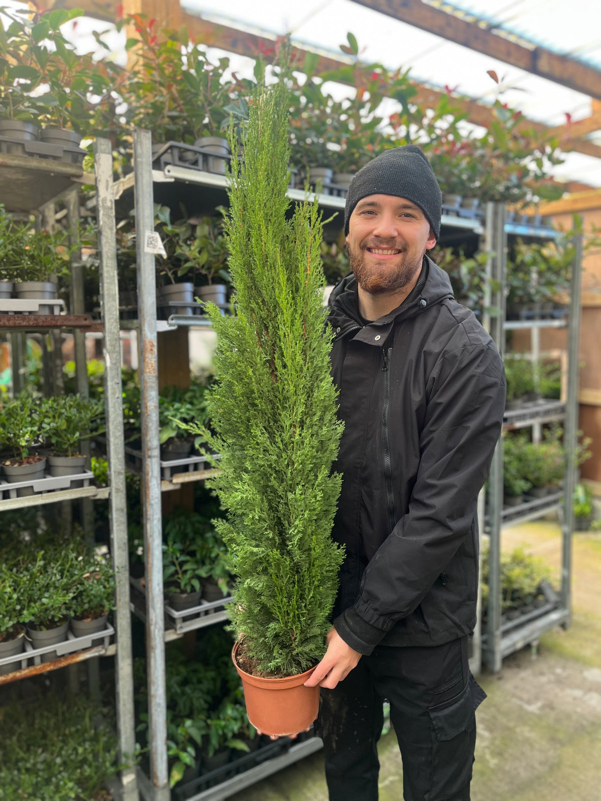 A person in a black beanie and jacket smiles while holding a Cupressus sempervivrens Totem (Italian Cypress) 50-60cm, its evergreen foliage standing out among other potted plants on metal shelves at the garden center.