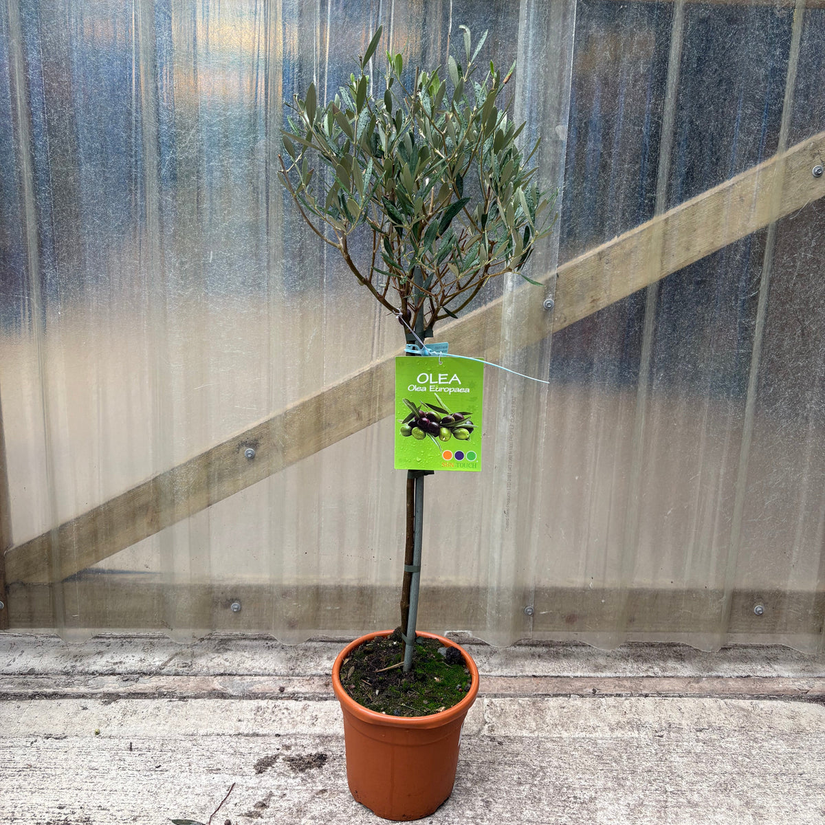 Olive Tree (Slight Seconds, Less Bushy, Reduced To Clear)