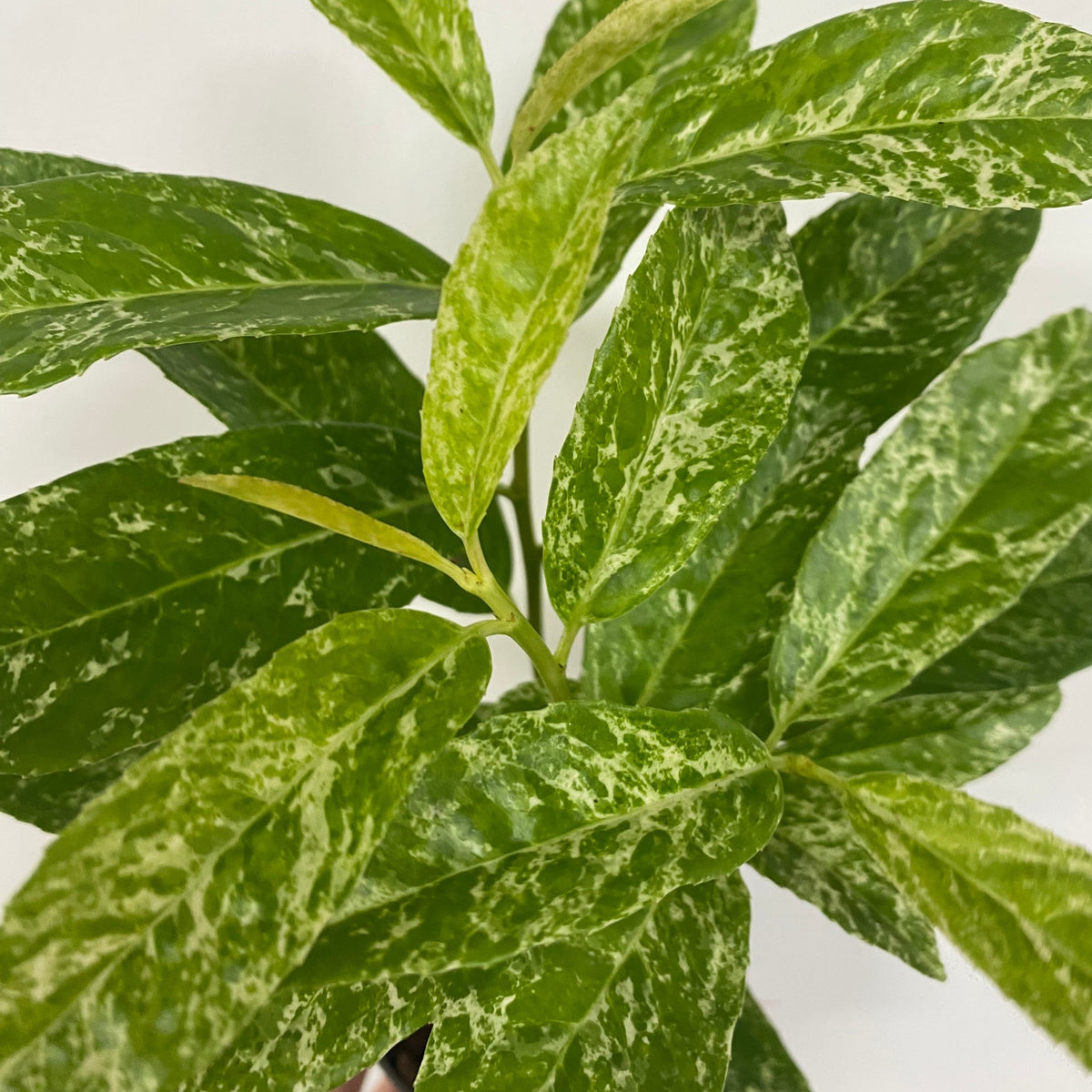 1ft (25-30cm) Potted Marbled White Laurel | Prunus Laurocerasus