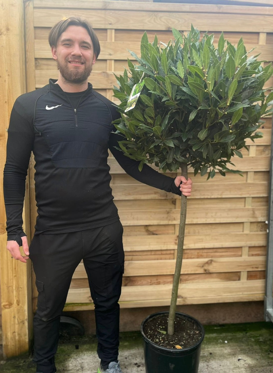 A smiling man in black sportswear stands beside a 160-170cm 3/4 Standard Bay Tree (Laurus nobilis) with dense evergreen foliage, ideal for patios, set in a large pot against a wooden fence backdrop.