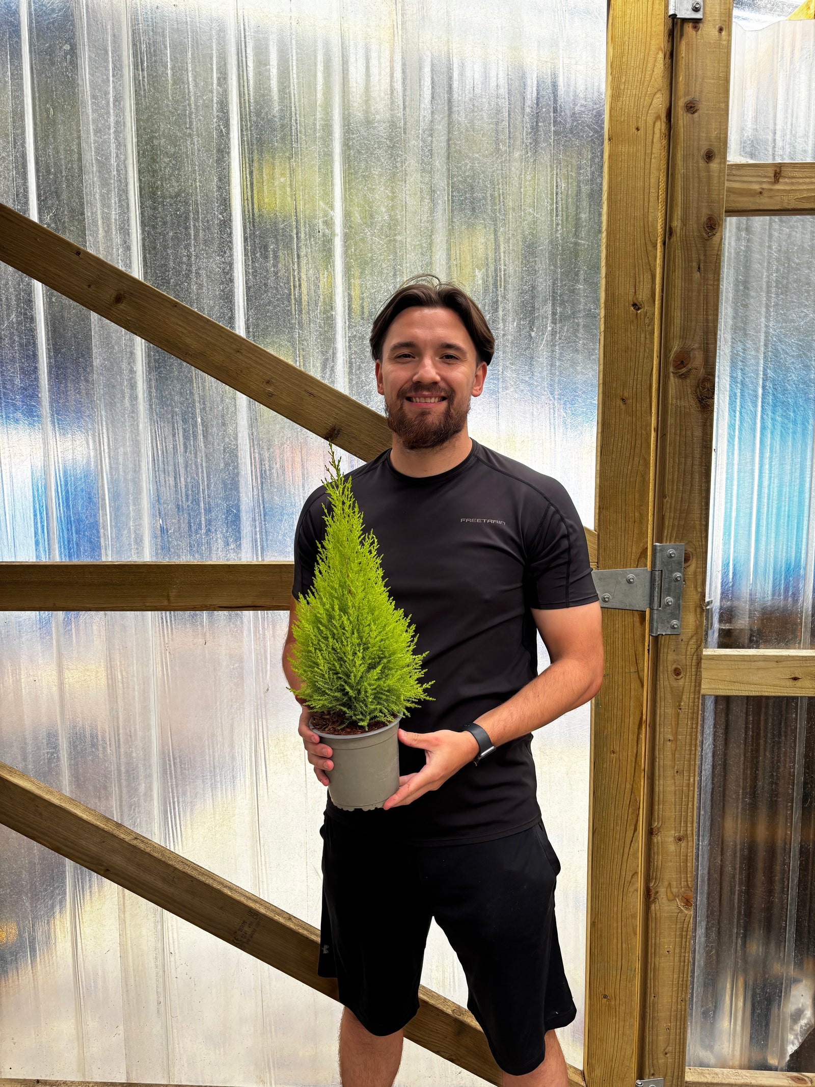 Goldcrest Conifer 'Wilma' (4 sizes available)