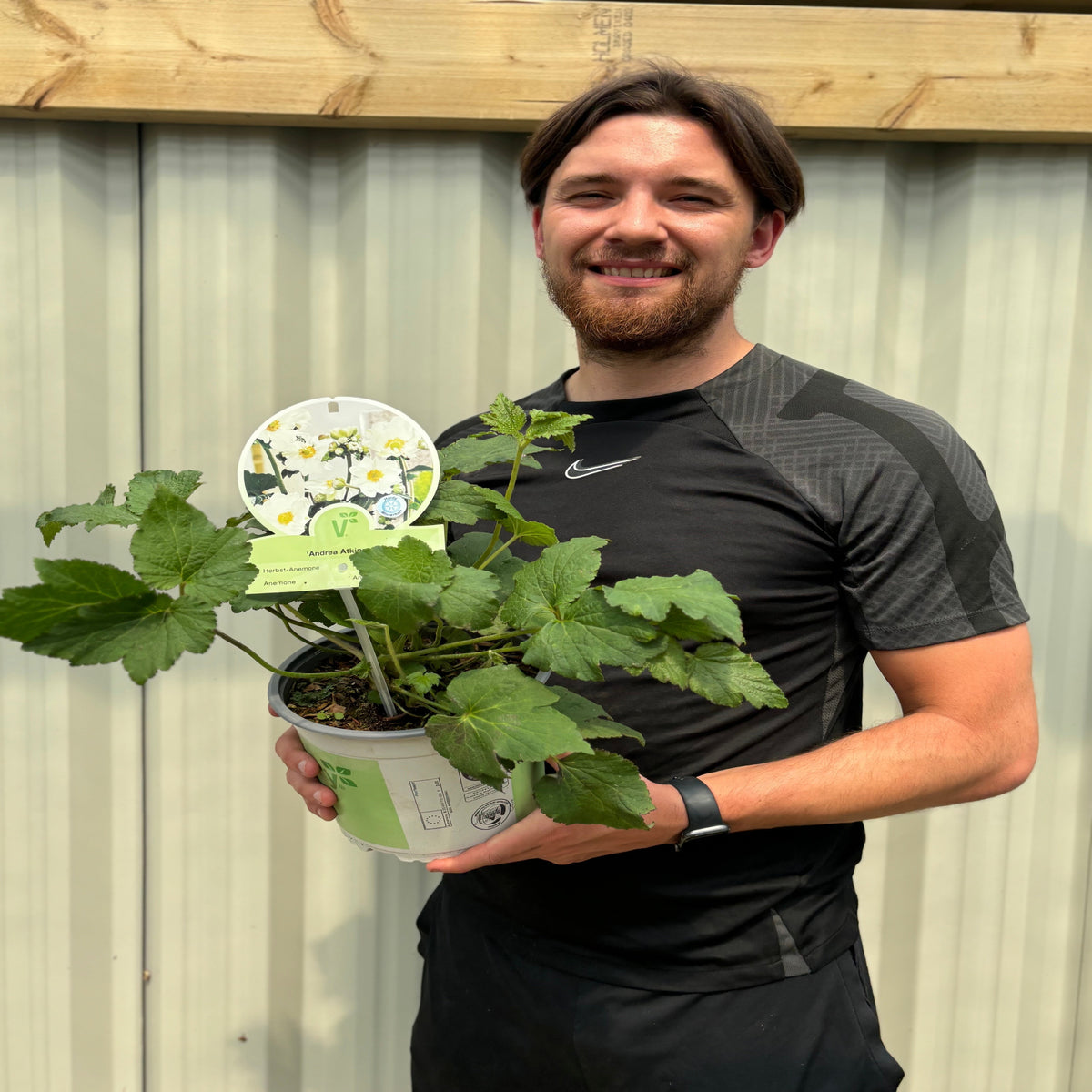 Anemone hupehensis &#39;Andrea Atkinson&#39; 9cm/ 3L