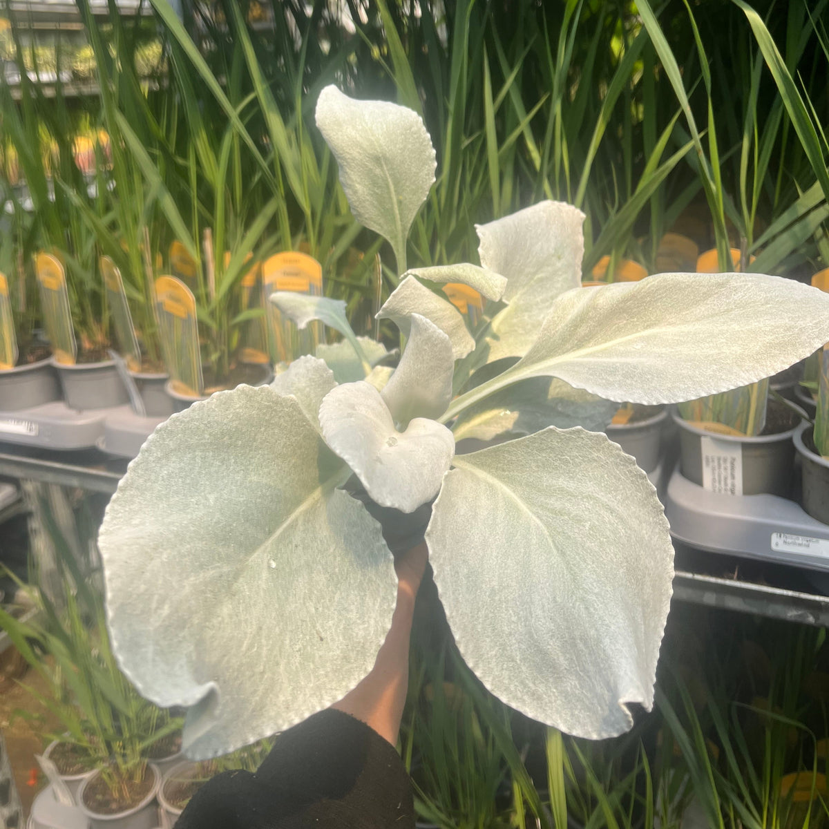 A hand holds a Senecio &#39;Angel Wings&#39; Evergreen (9cm/2L/5L), notable for its large, velvety silver leaves, in front of other potted plants with slender foliage in a store or greenhouse.