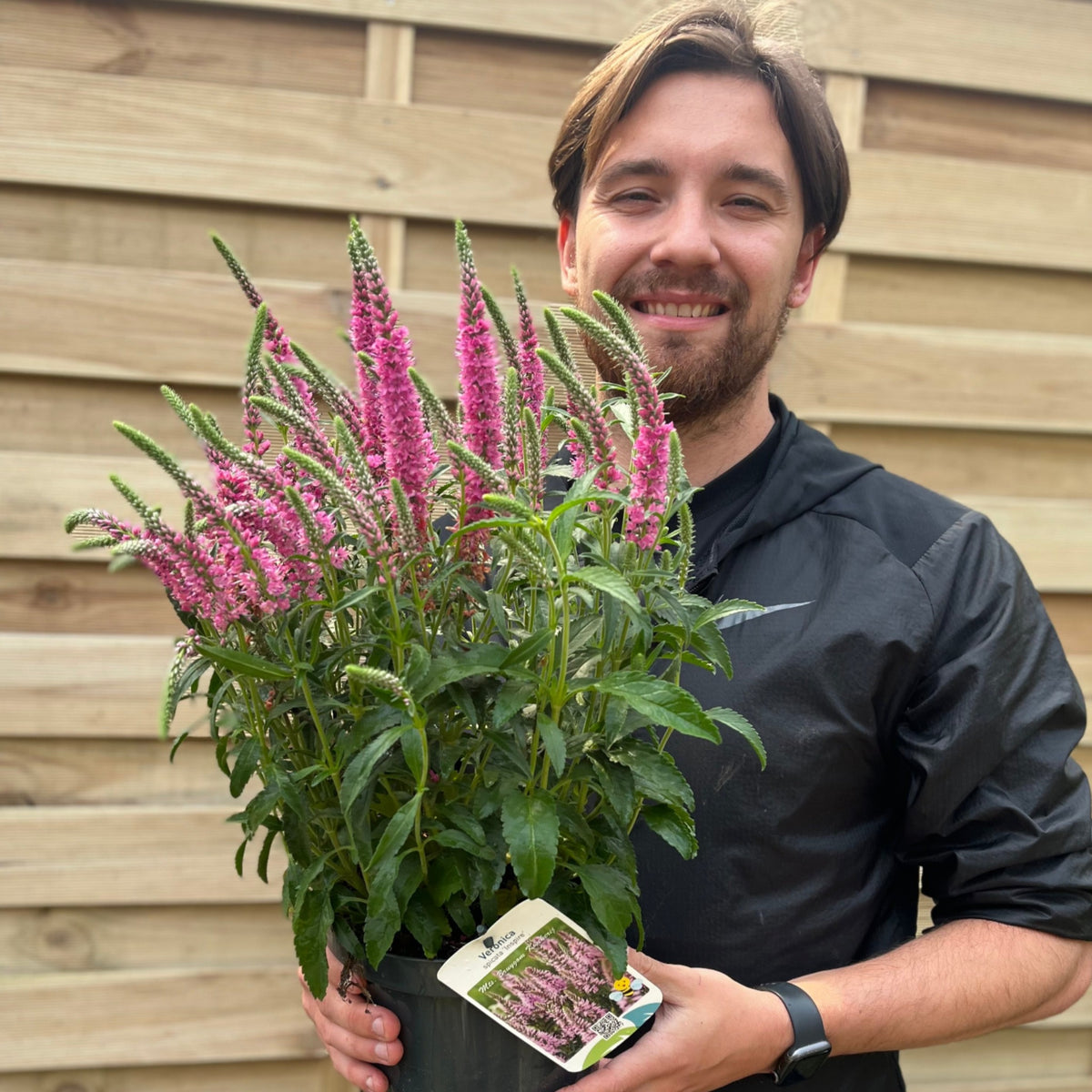 Veronica spicata &#39;Inspire&#39; Rose 3L
