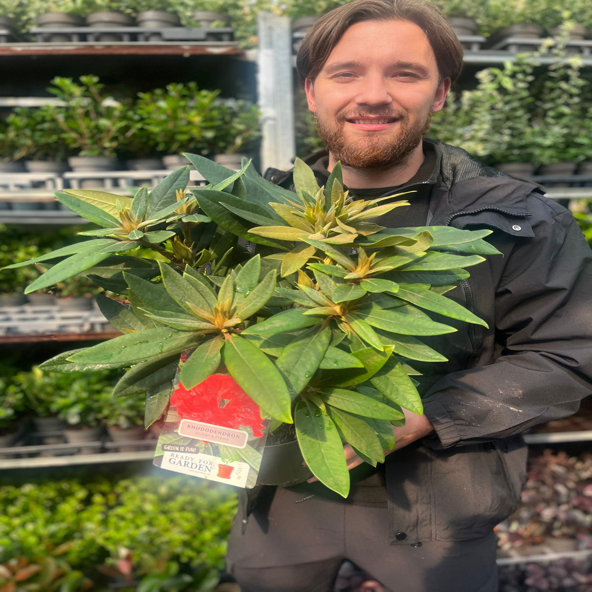 A smiling man with brown hair and a beard holds a Rhododendron &#39;Vulcan&#39;s Flame&#39; 3L, an evergreen shrub with red flowers, while standing in a garden center surrounded by lush green plants.