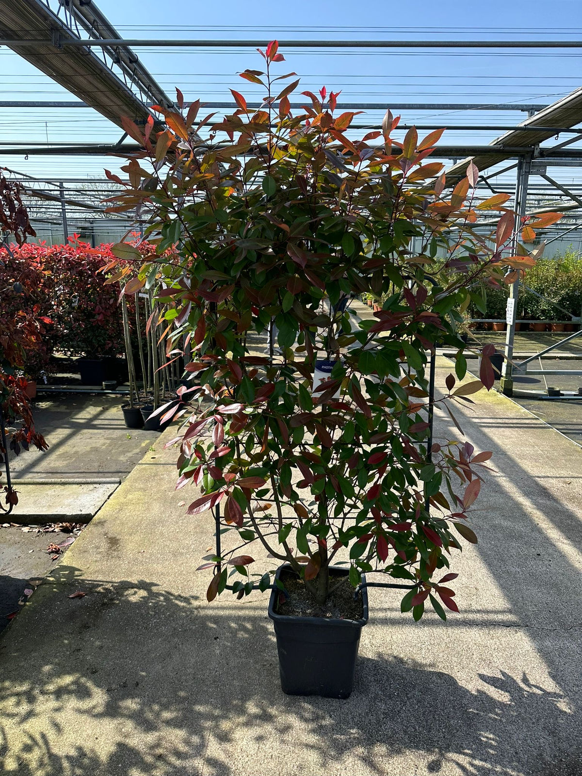 A Photinia &#39;Red Robin&#39; on frame 150-180cm, an evergreen shrub with green and red leaves, stands on concrete in an outdoor garden center under a metal frame, surrounded by other plants.