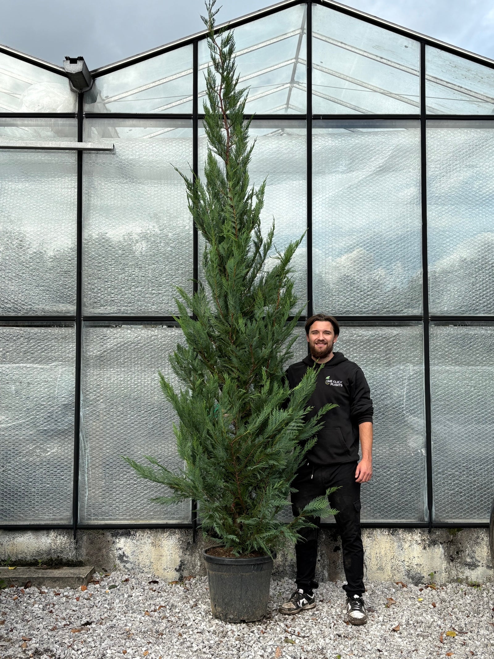 10-12ft Leylandii Green Cupressus Hedging Conifers (300-360cm) 35L