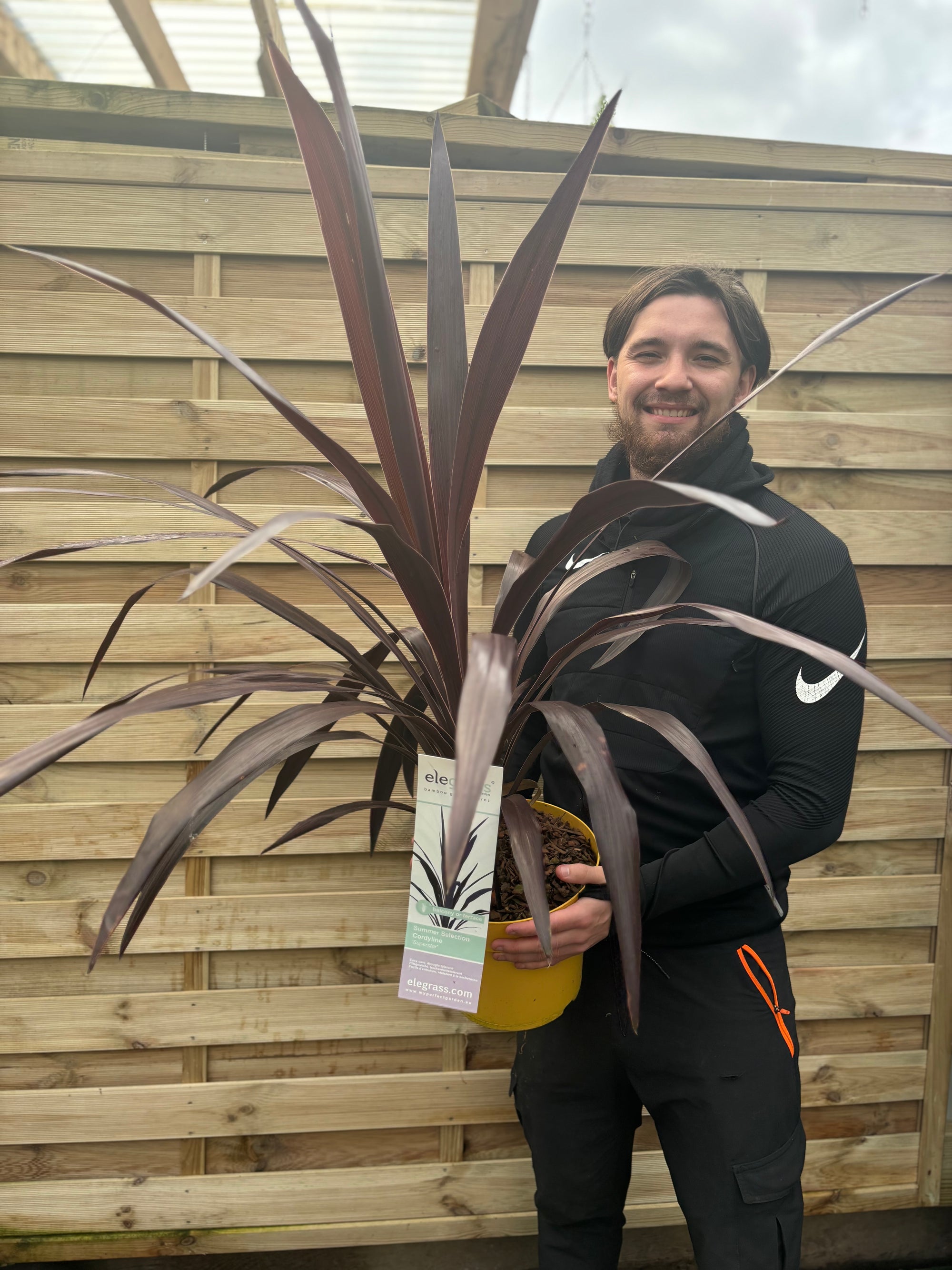 Cordyline 'Superstar' 5L 80-90cm