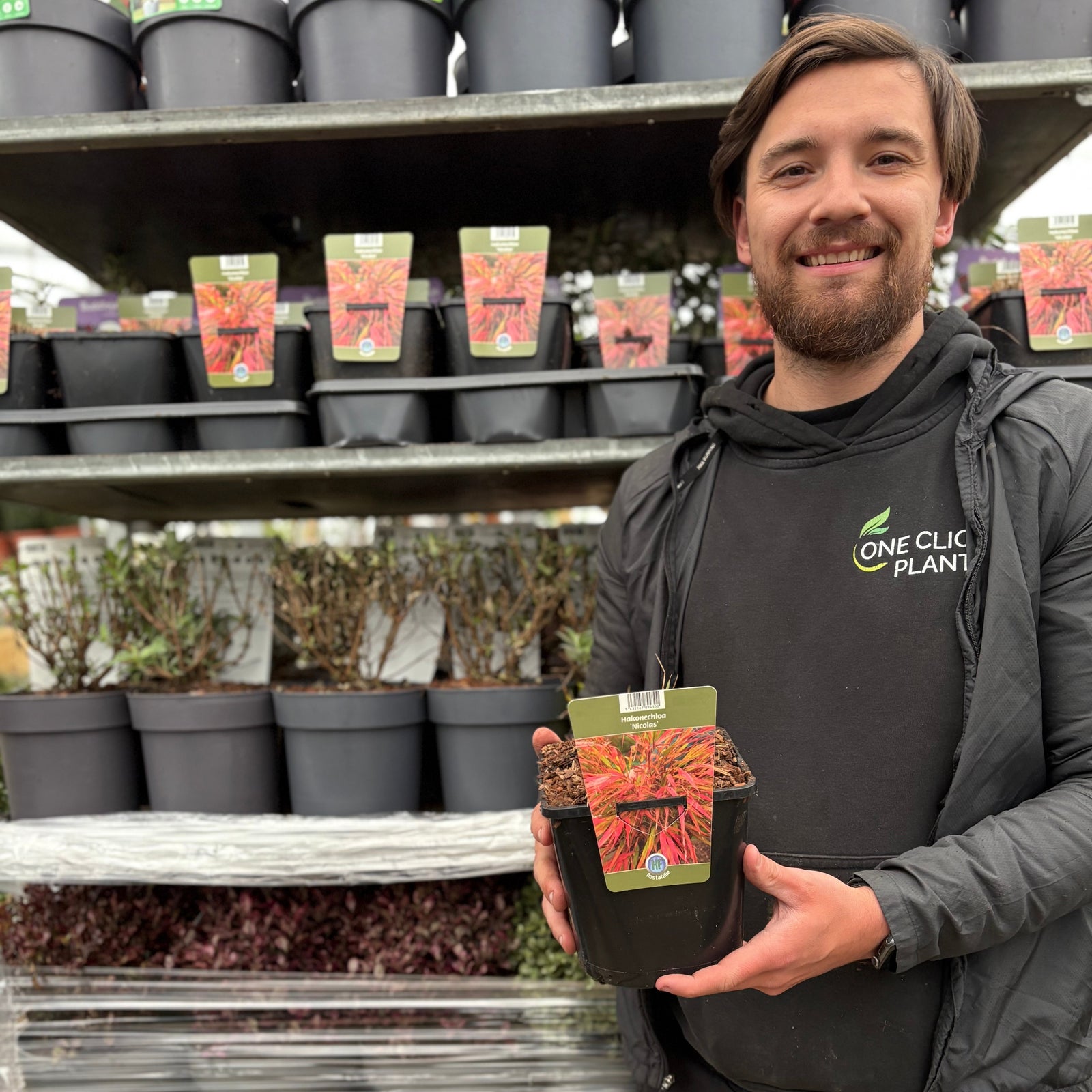 Hakonechloa macra ‘Nicolas’ 2L