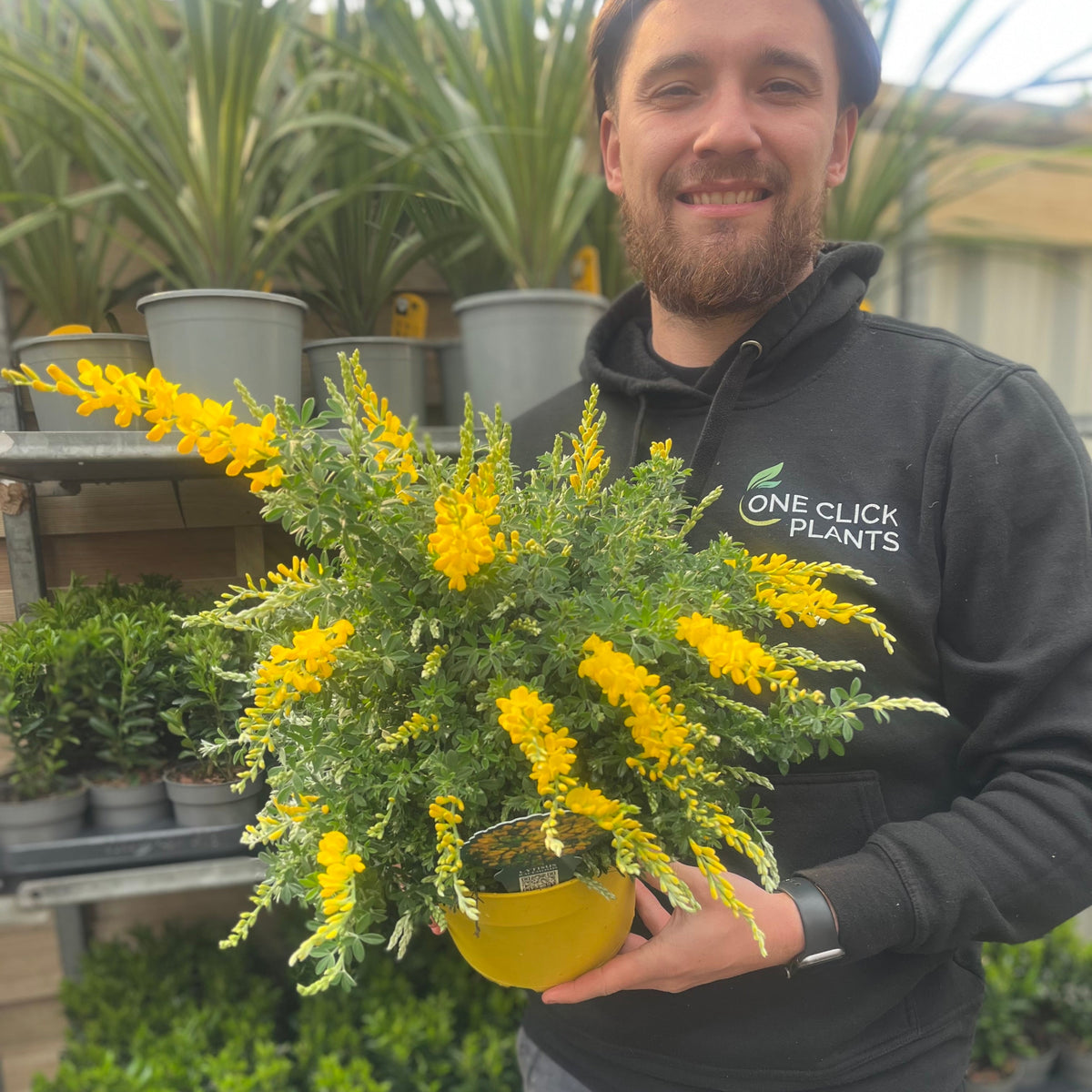 Cytisus &#39;Racemosus&#39; 1.5L / 2L