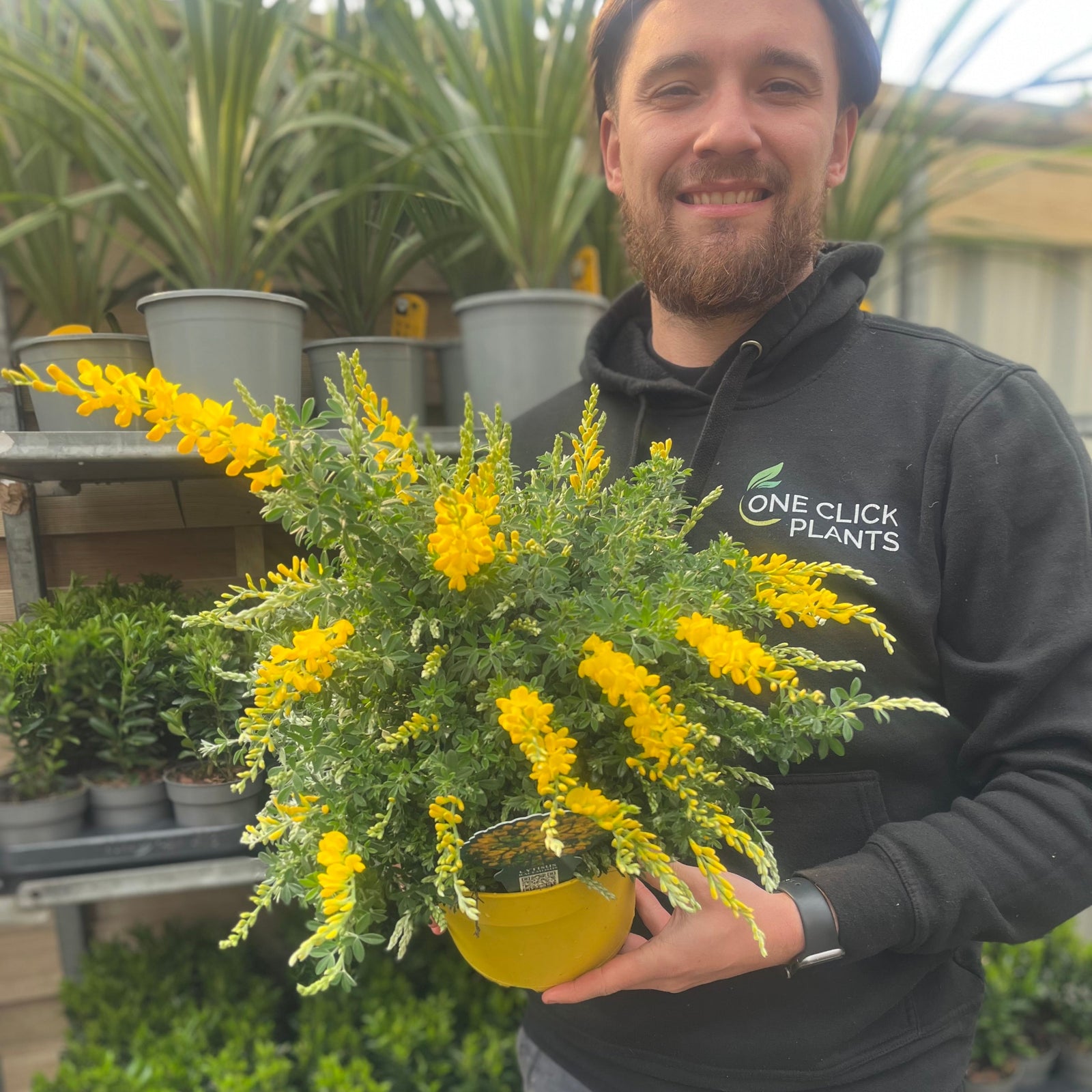 Cytisus 'Racemosus' 1.5L / 2L
