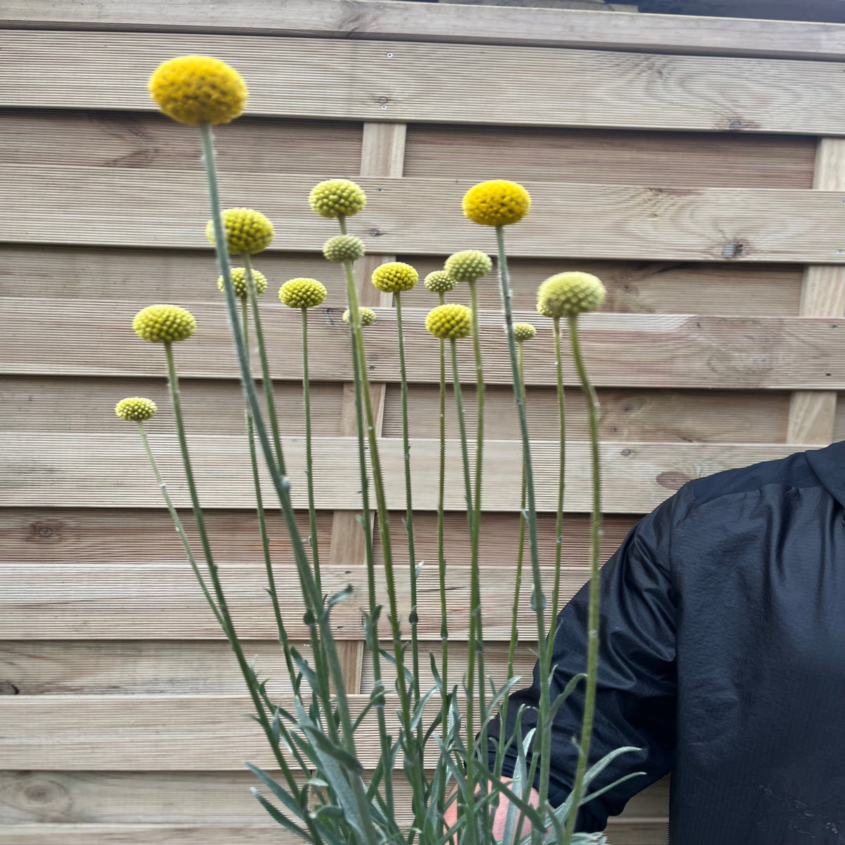 Craspedia globosa &#39;Golf Beauty&#39; 2L