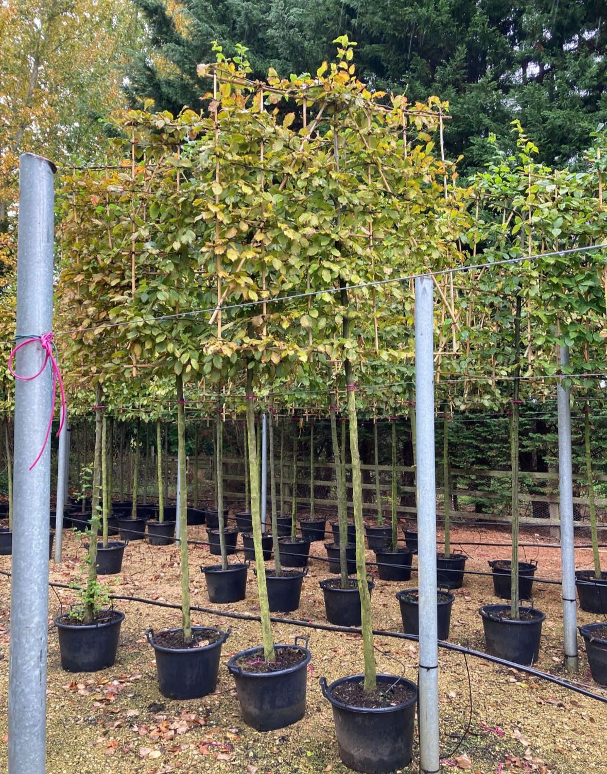 Carpinus betulus 'Hornbeam' Pleached Tree - 1.8m Stem, 1.5m x 1.5m (Bamboo Frame)