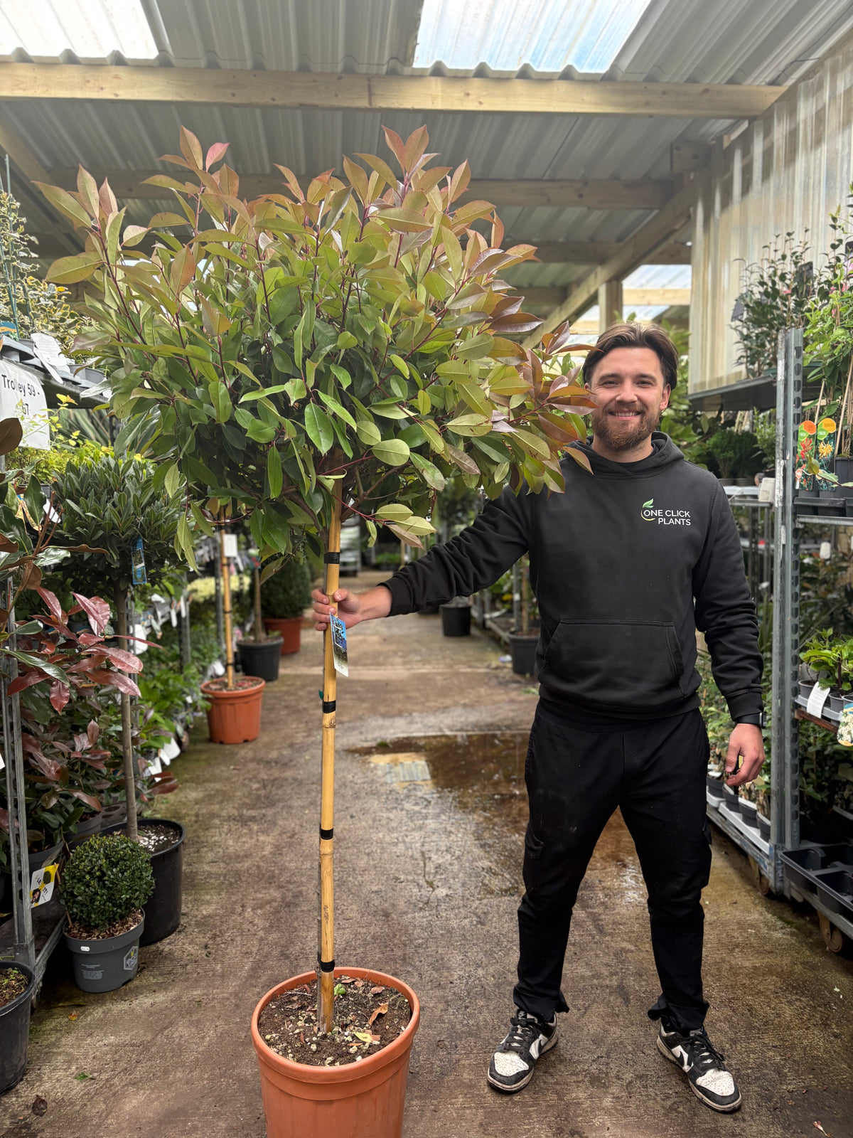 1/4 Standard Photinia Red Robin Tree 1.7m (100cm Stem, 70cm head)