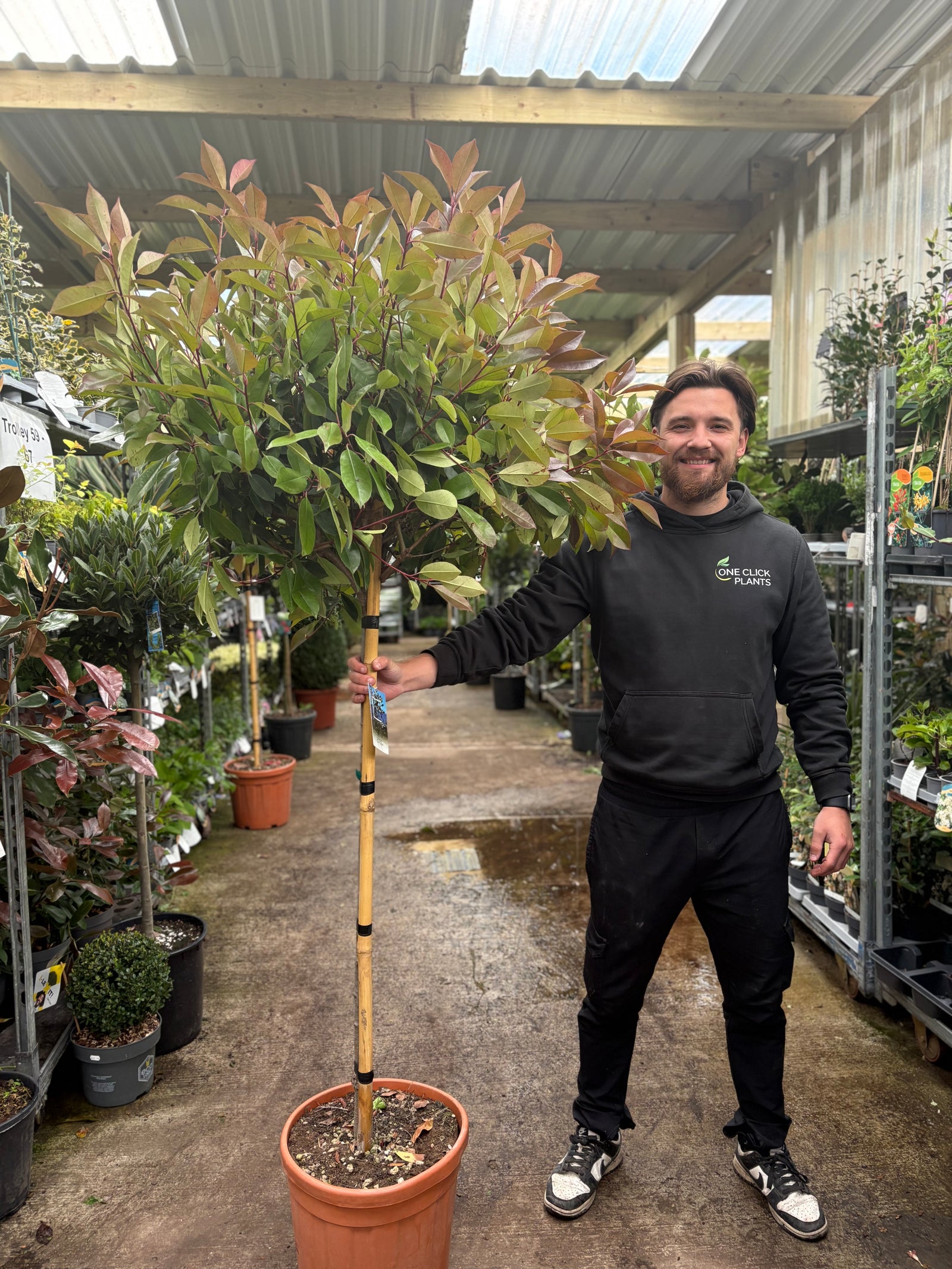 1/4 Standard Photinia Red Robin Tree 1.7m (100cm Stem, 70cm head)