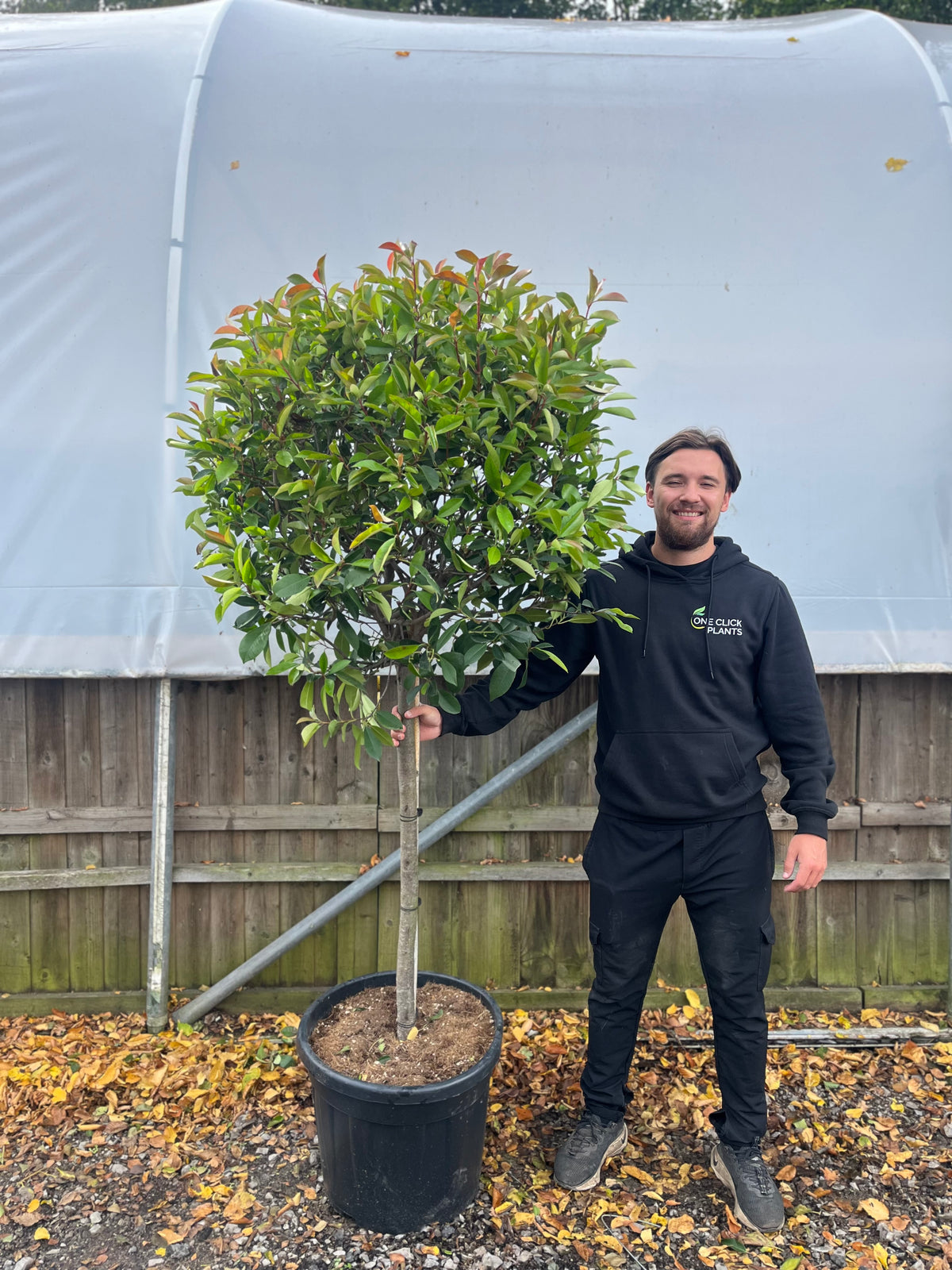 1/4 Standard Photinia Red Robin Tree 1.7m (100cm Stem, 70cm head)