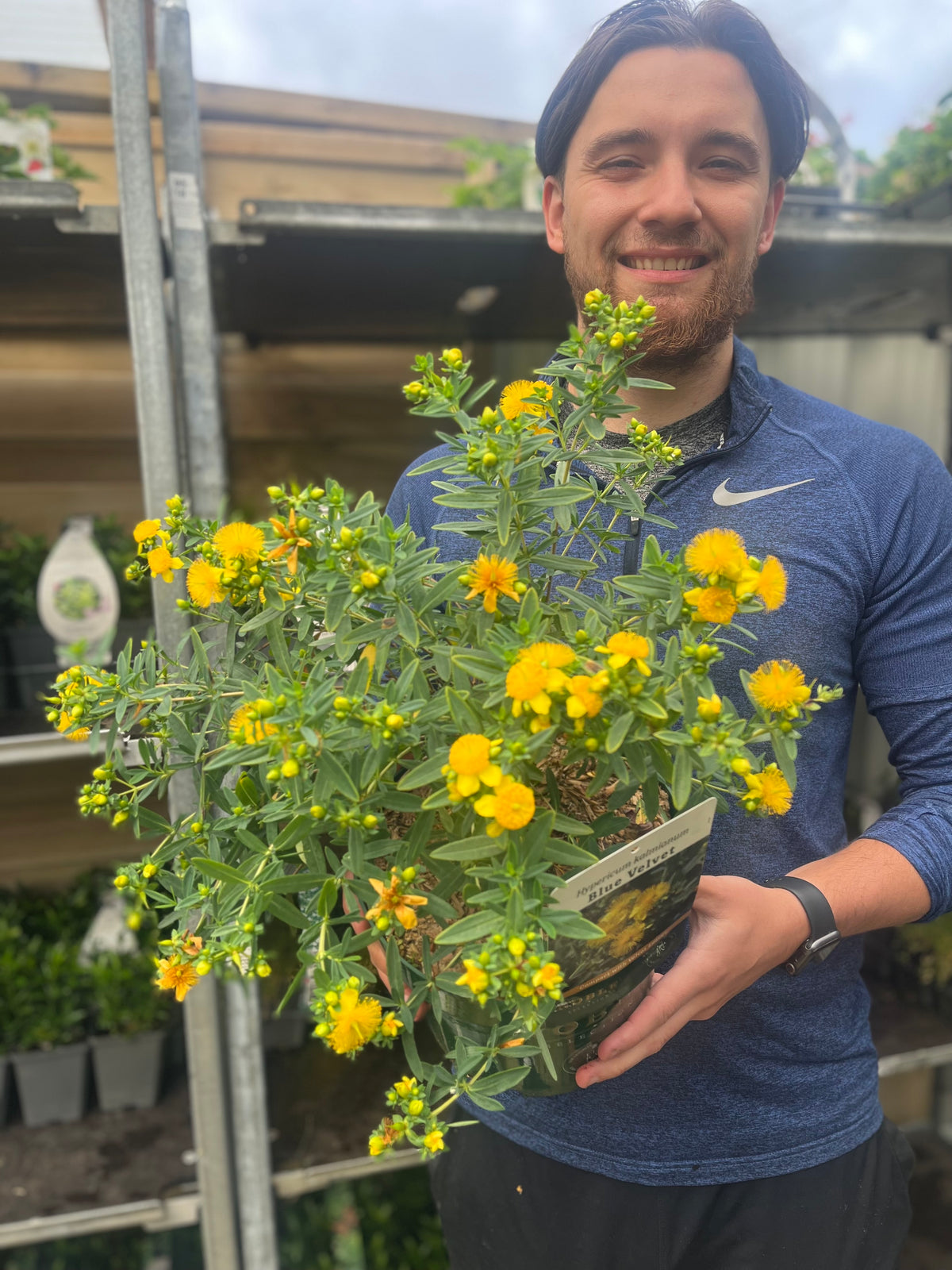 Hypericum kalmianum &#39;Blue Velvet&#39; 3.5L