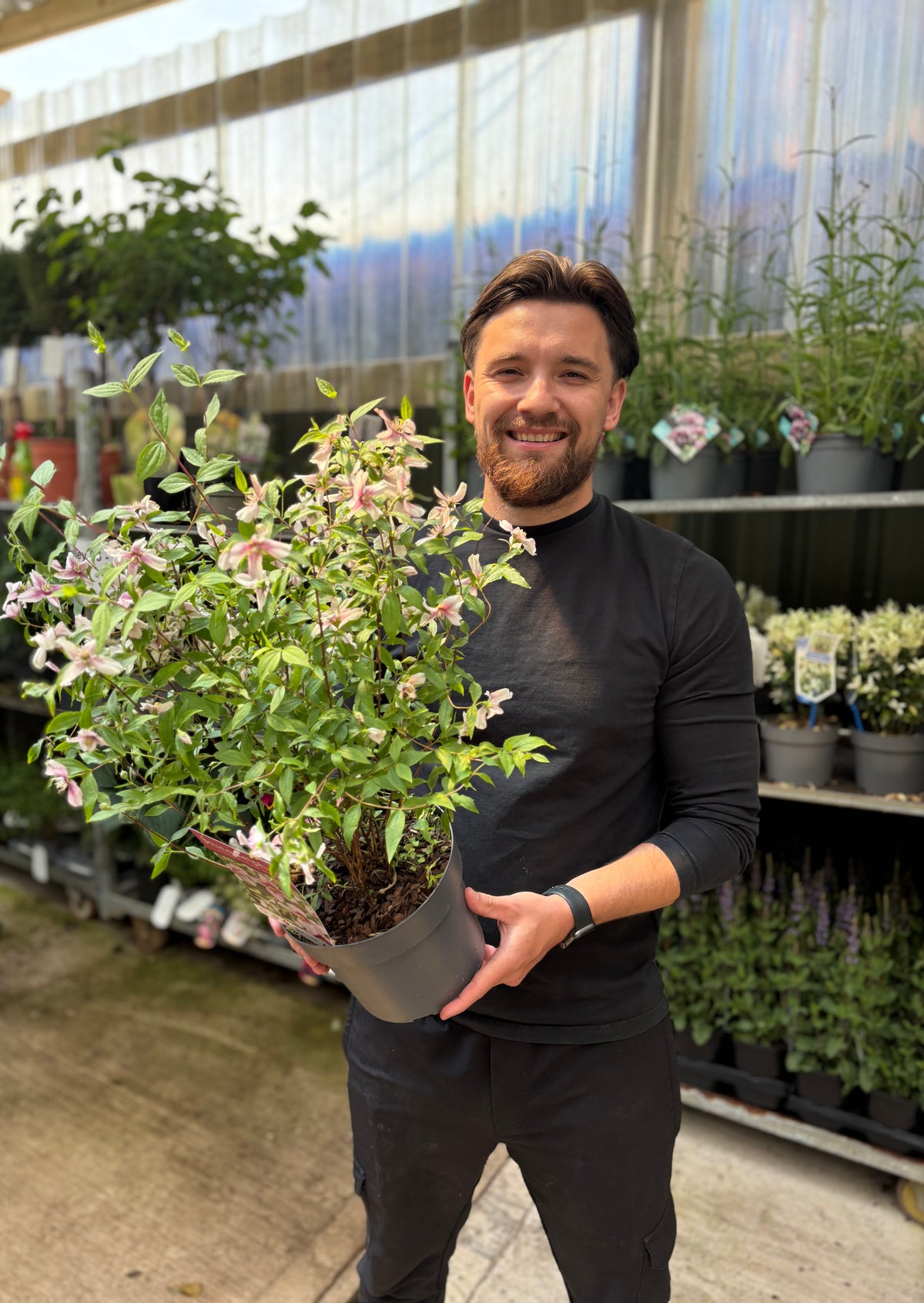 Philadelphus ‘Petite Perfume’ Pink 3L