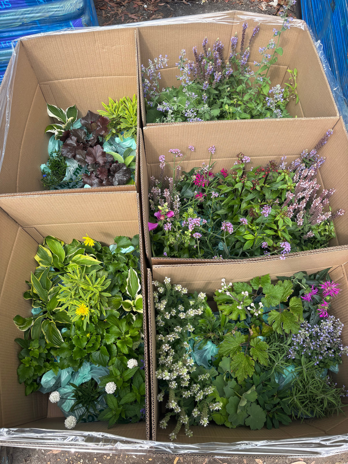 Pallet of 50 Established 2L Herbaceous Perennials (£8.99 per plant)