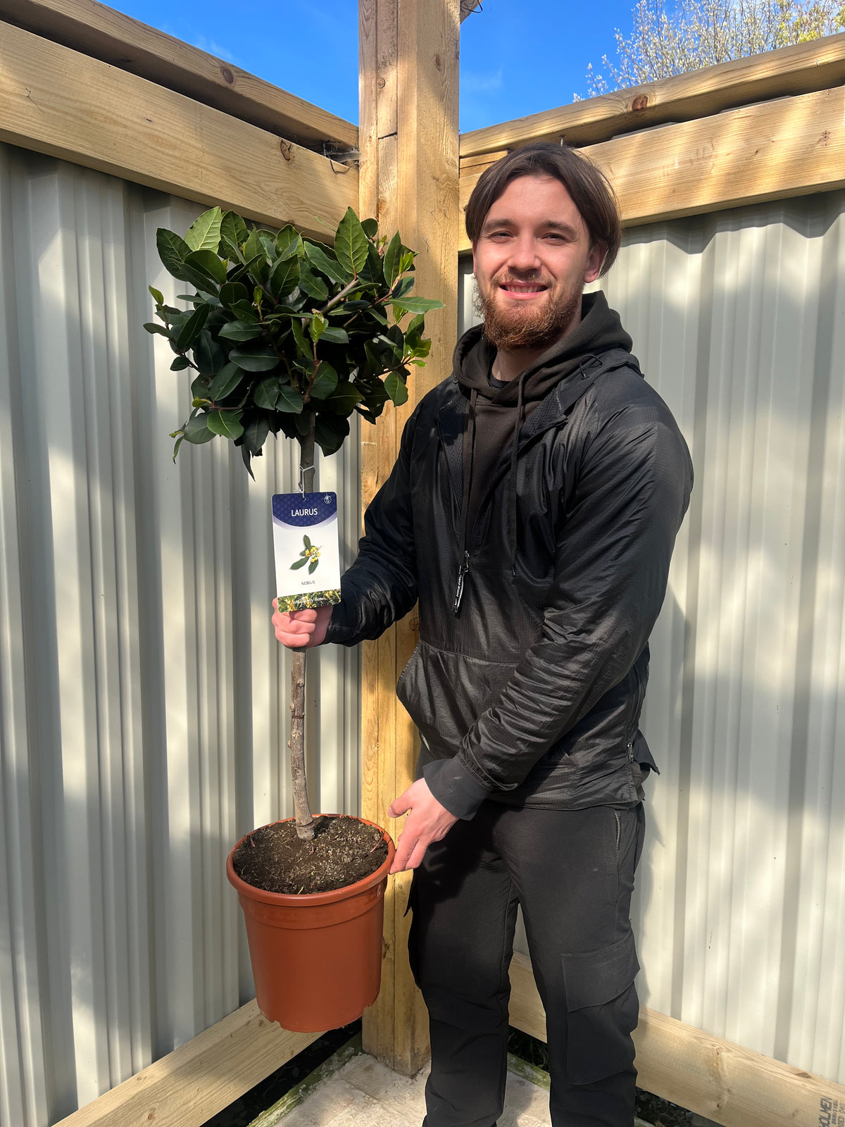A young man in black clothes smiles while holding a 100-110cm Standard Bay Tree (Laurus nobilis) with evergreen foliage outdoors, framed by wooden beams and corrugated metal fencing in the background.