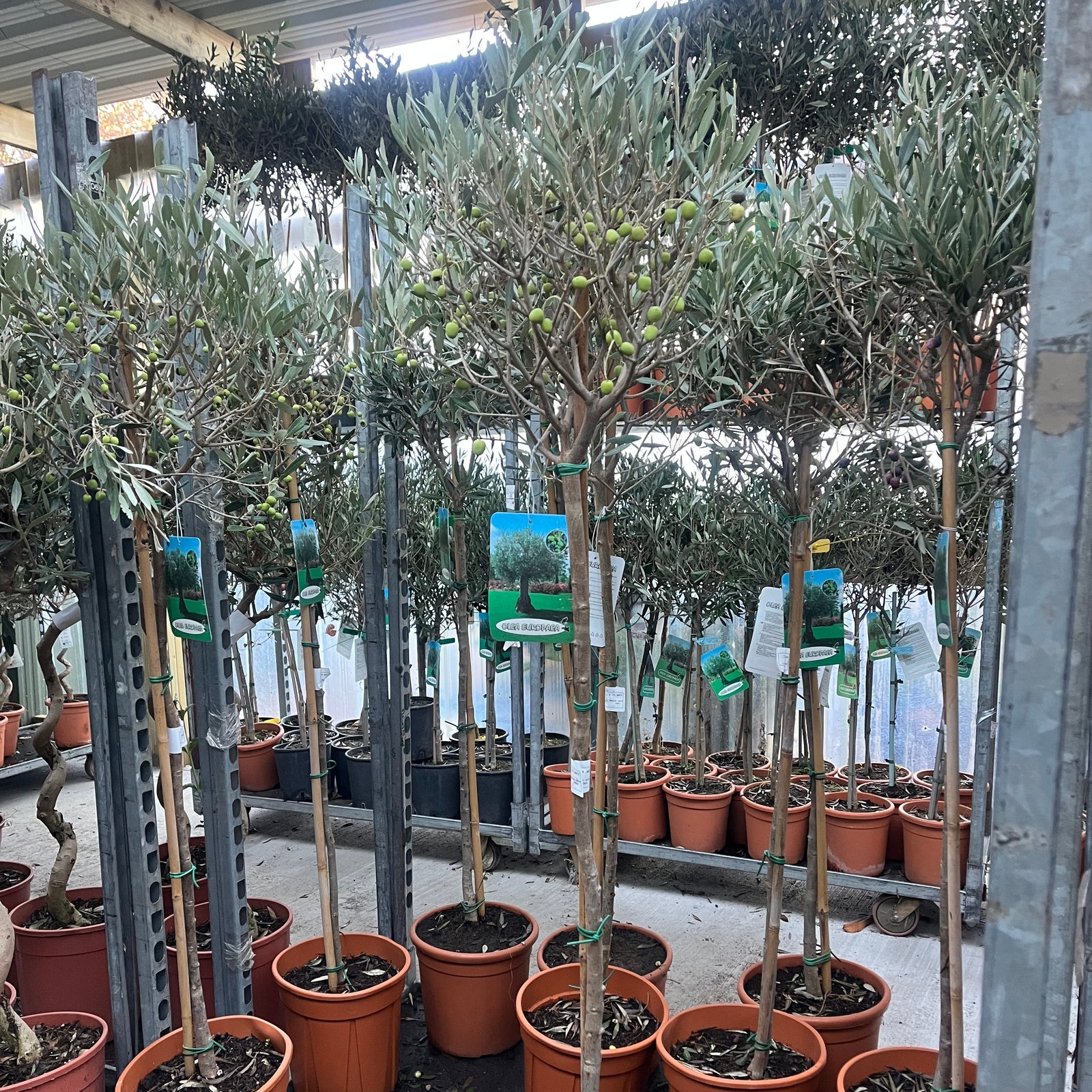 Olive Tree 150-170cm (Second Selection - Reduced to clear)