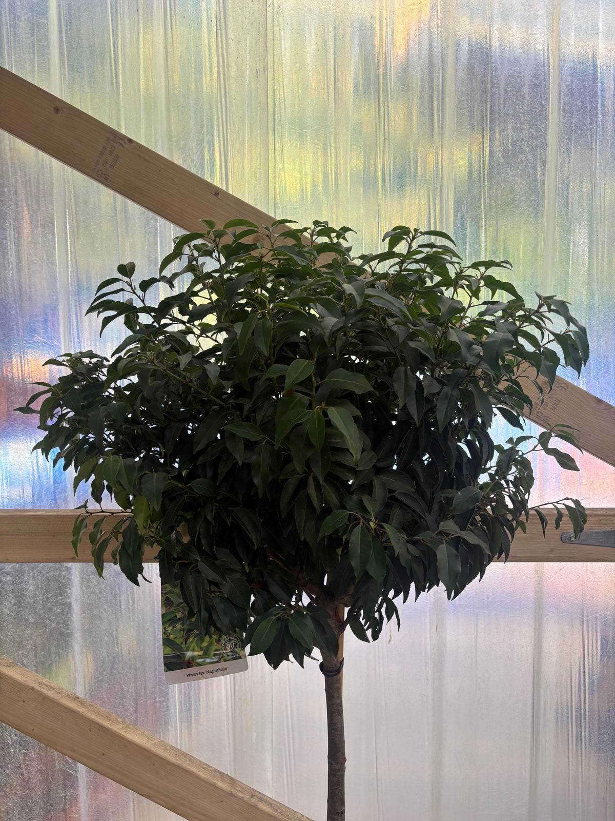 1/2 Standard Portuguese Laurel Tree 1.5-1.6m (ST: 100cm, H: 60cm)